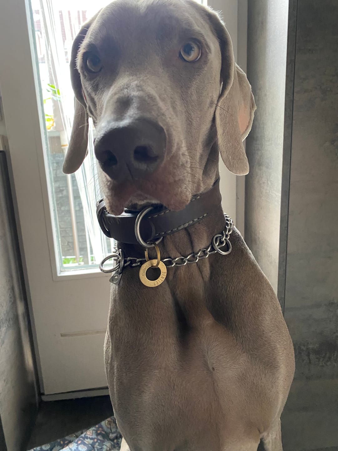 Customer photo review of Ringförmige Hundemarke mit Gravur Messing gebürstet, 30mm