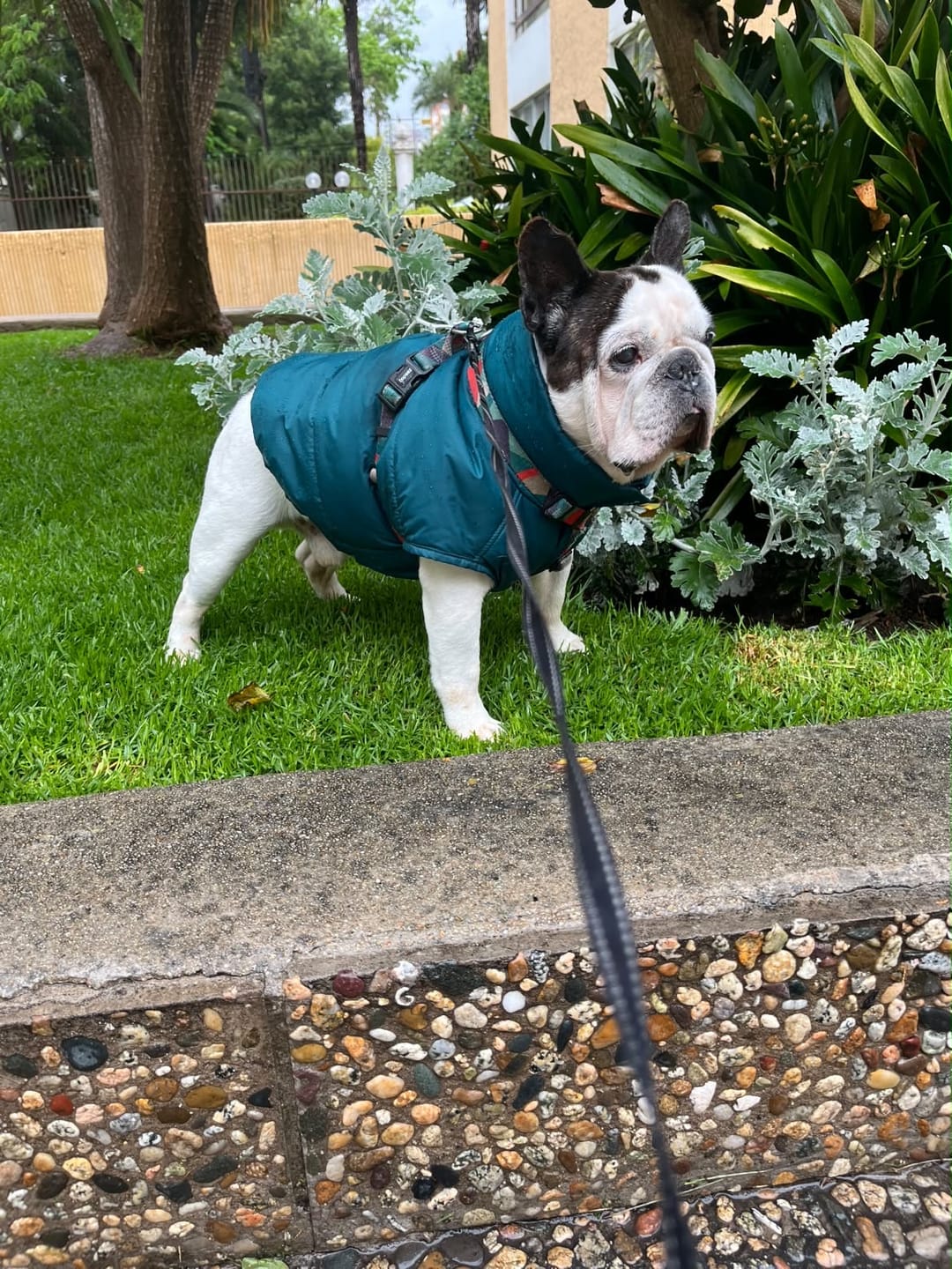 Customer photo review of Chaqueta Puffer Verde