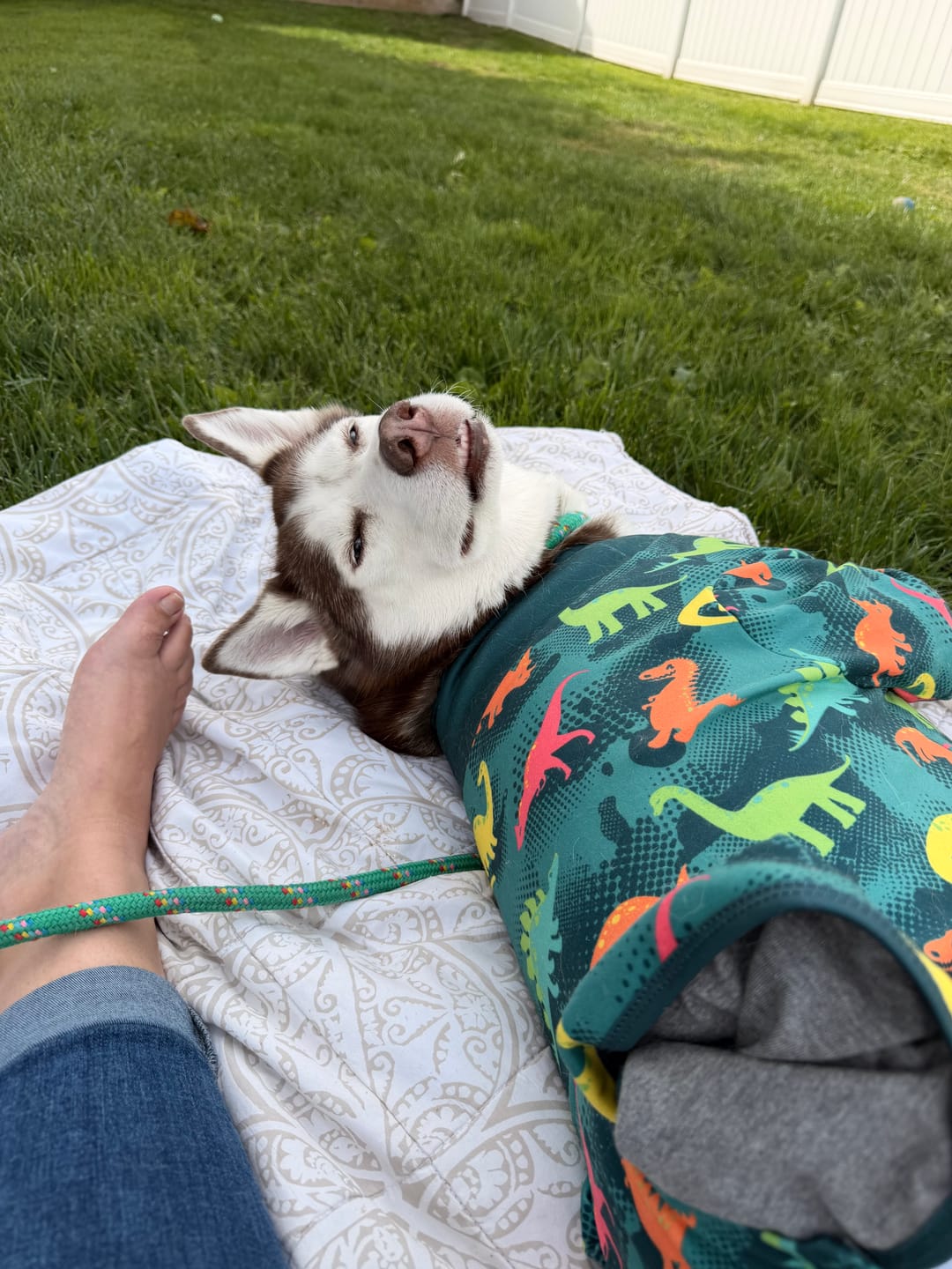 Customer photo review of Dog Surgical Suit  2-pack
