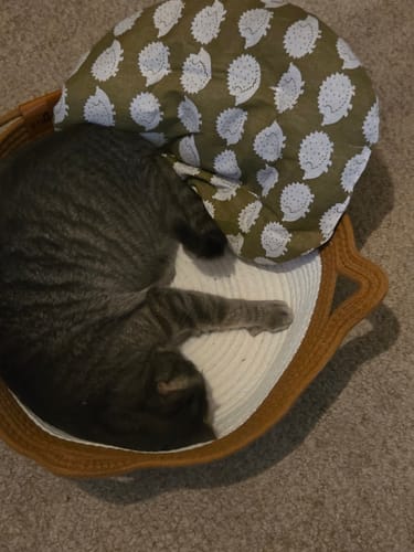 Customer's grey cat sleeping inside the tan Instinct Basket with a patterned hedgehog cushion.