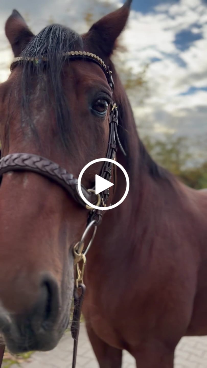 Customer video review of Odessa bonita Multi Bridle padded, bit to bitless system no.1