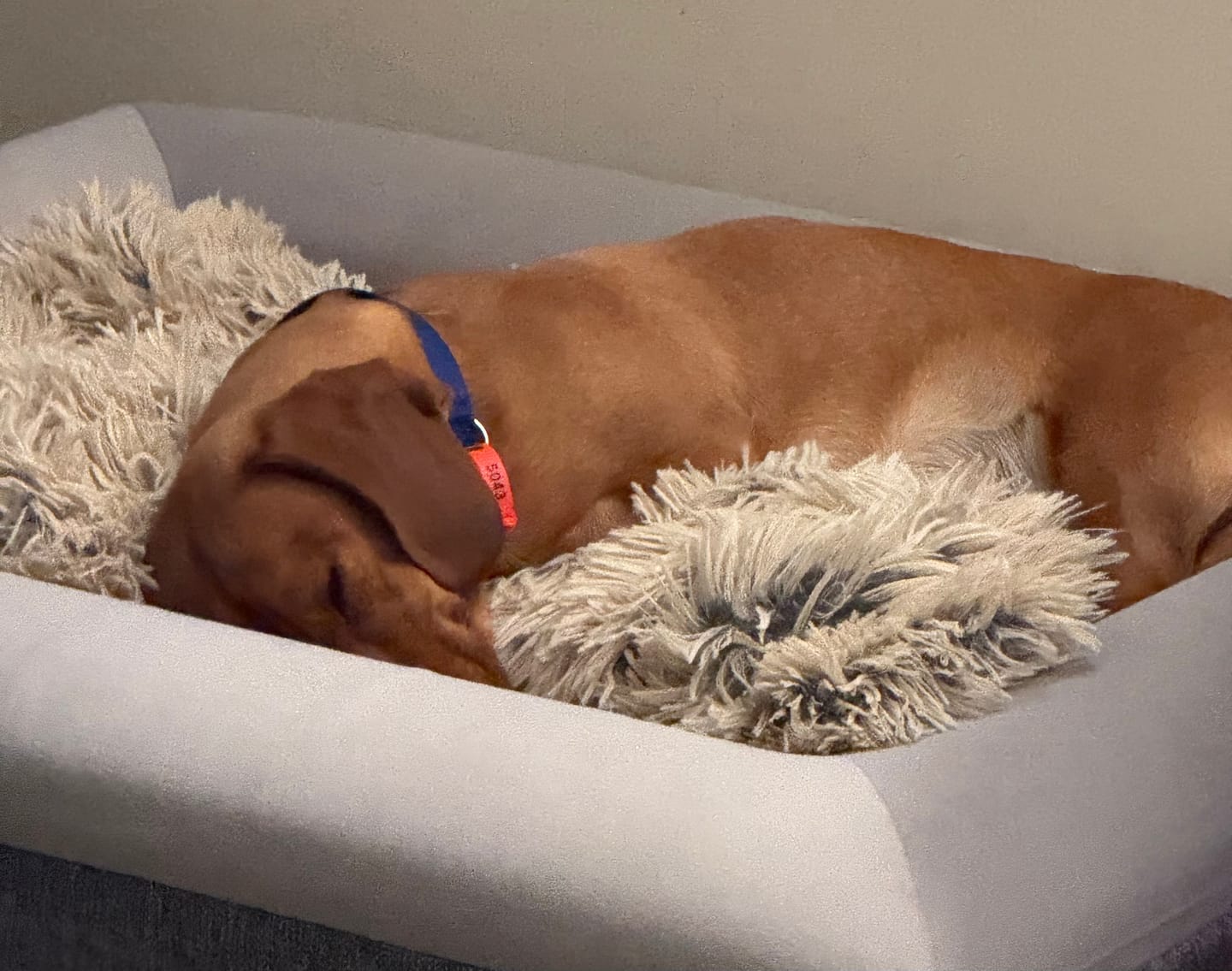 Customer photo review of Best Orthopedic Dog Bed | Fur King "Ortho"