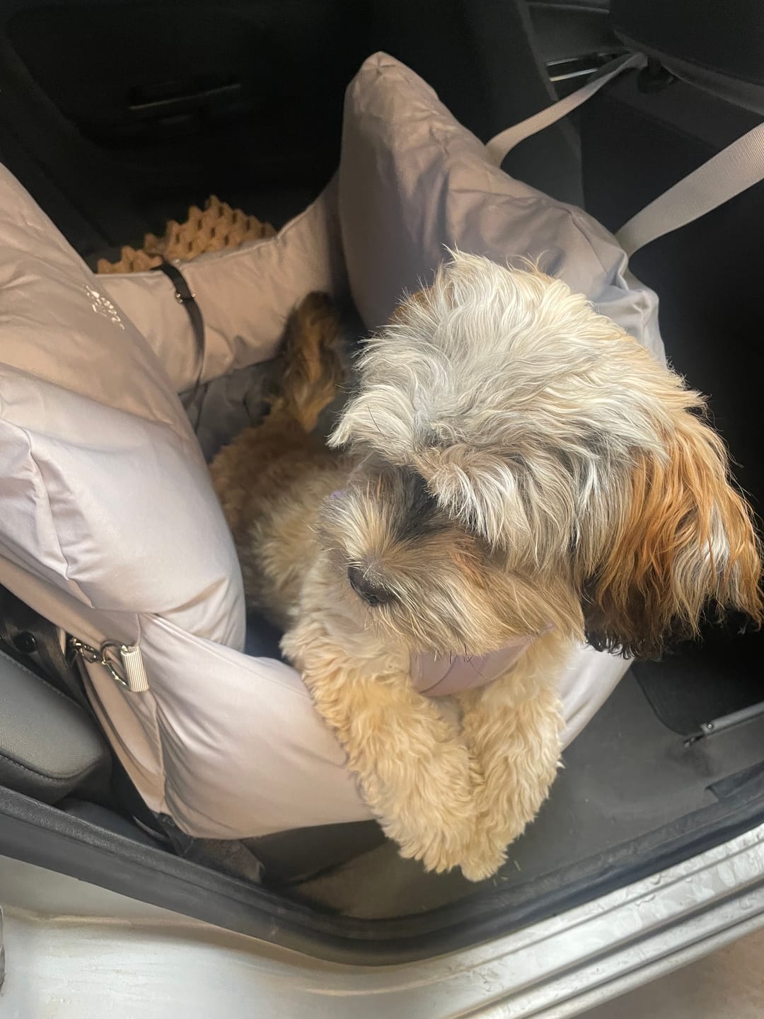 Customer photo review of Asiento Primera Clase THE DOGS — Viajes seguros y cómodos