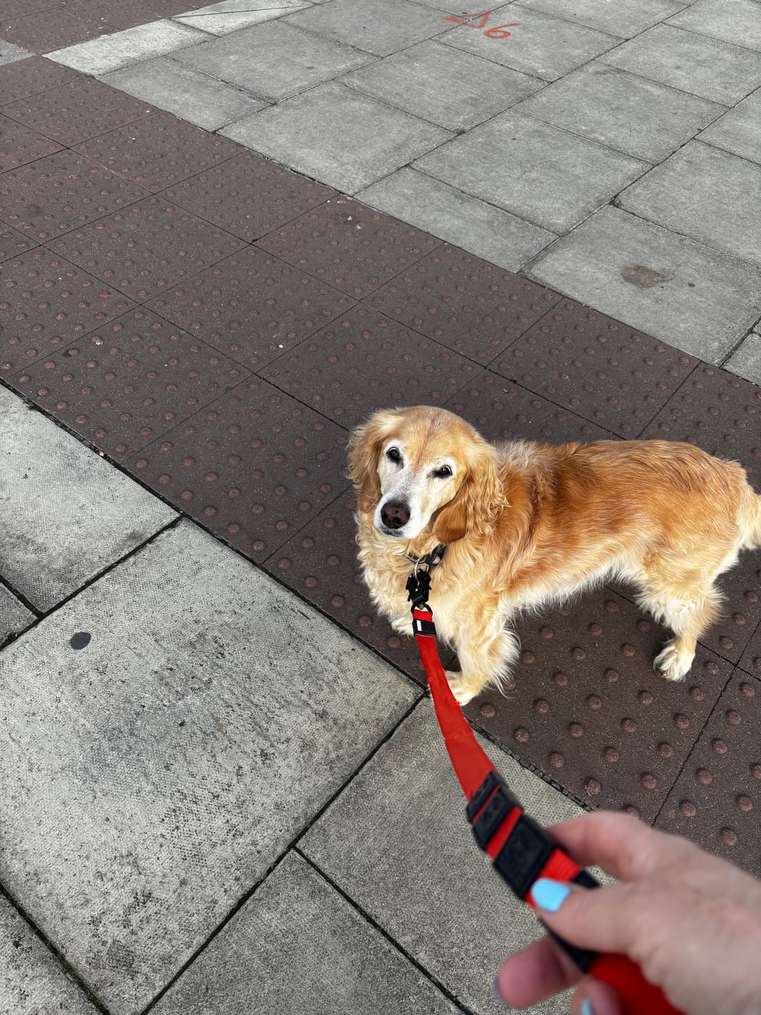 Customer photo review of City Leash Traffic Grip