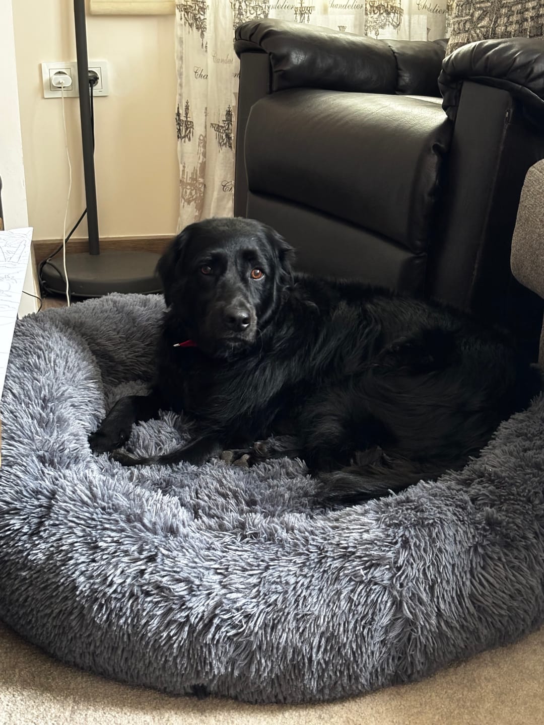 Customer photo review of Mellowpurr Huzurlu Paws Yatağı | Süper Yumuşak