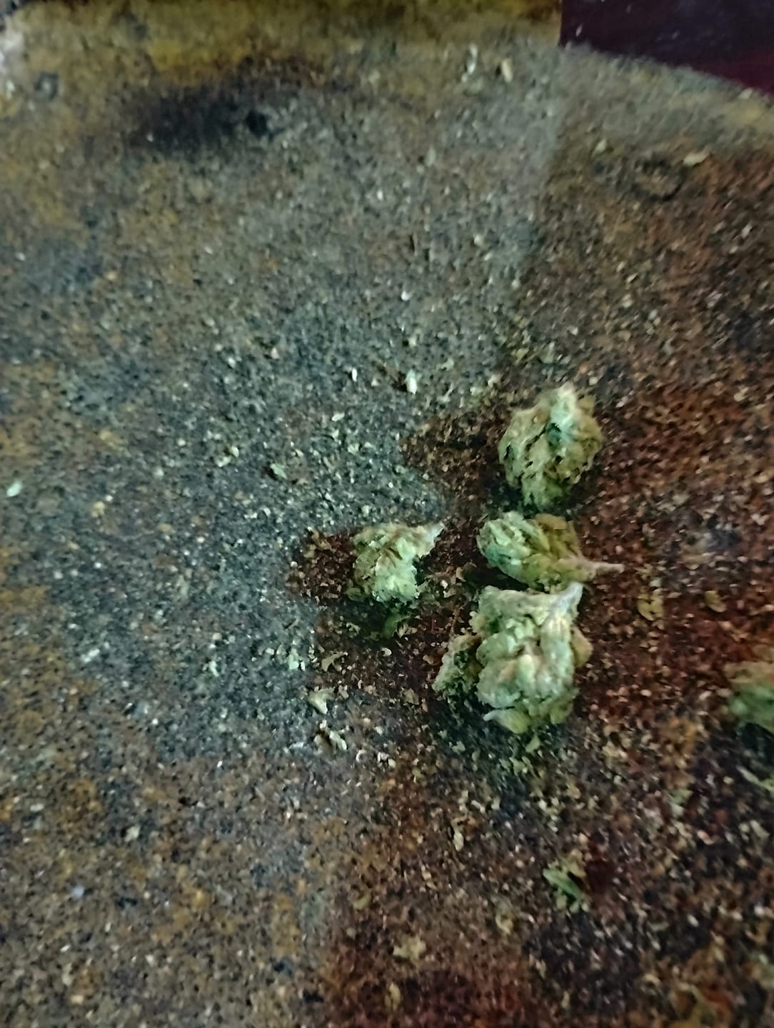 Customer photo review of BOGO Buy 14G get 14G🌿Jelly Runtz THCa Smalls