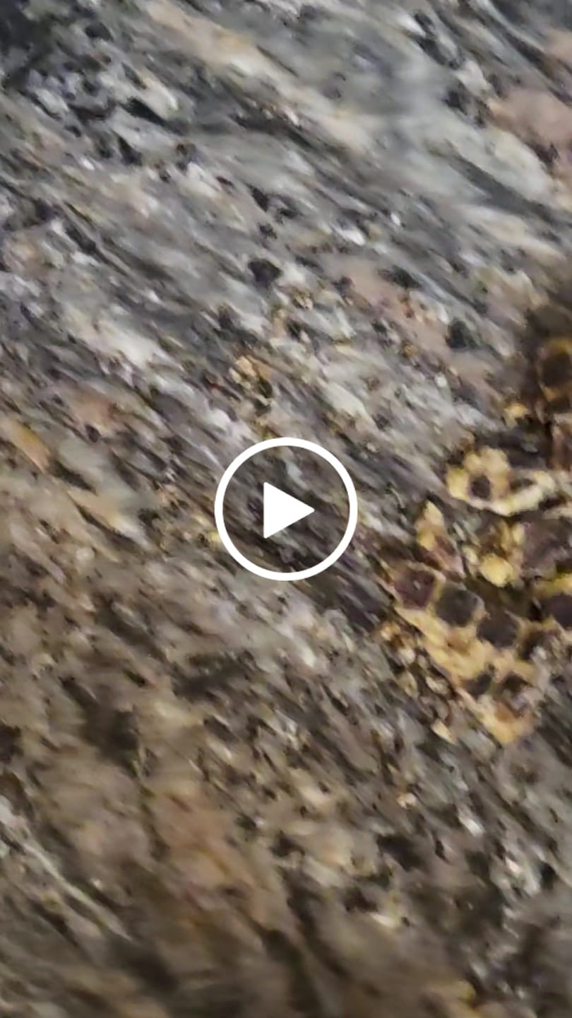 Customer video review of Beef Chips