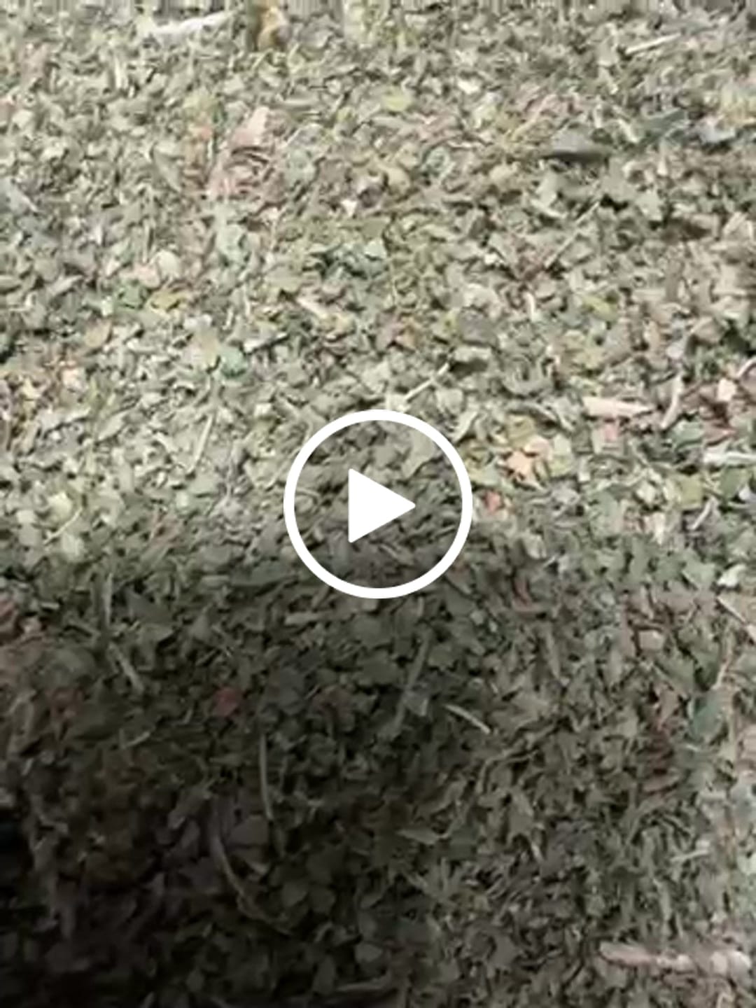Customer video review of 4OZ Shake Bundle x Free 3.5G Sativa Crumble