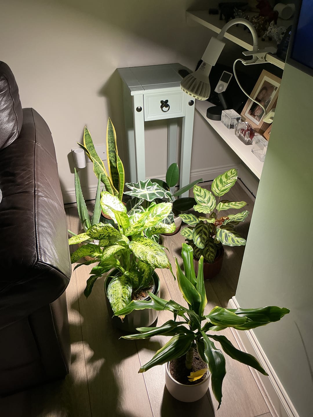 Customer photo review of Pianta Grow Light and Stelo Clip-On Bulb Holder Bundle