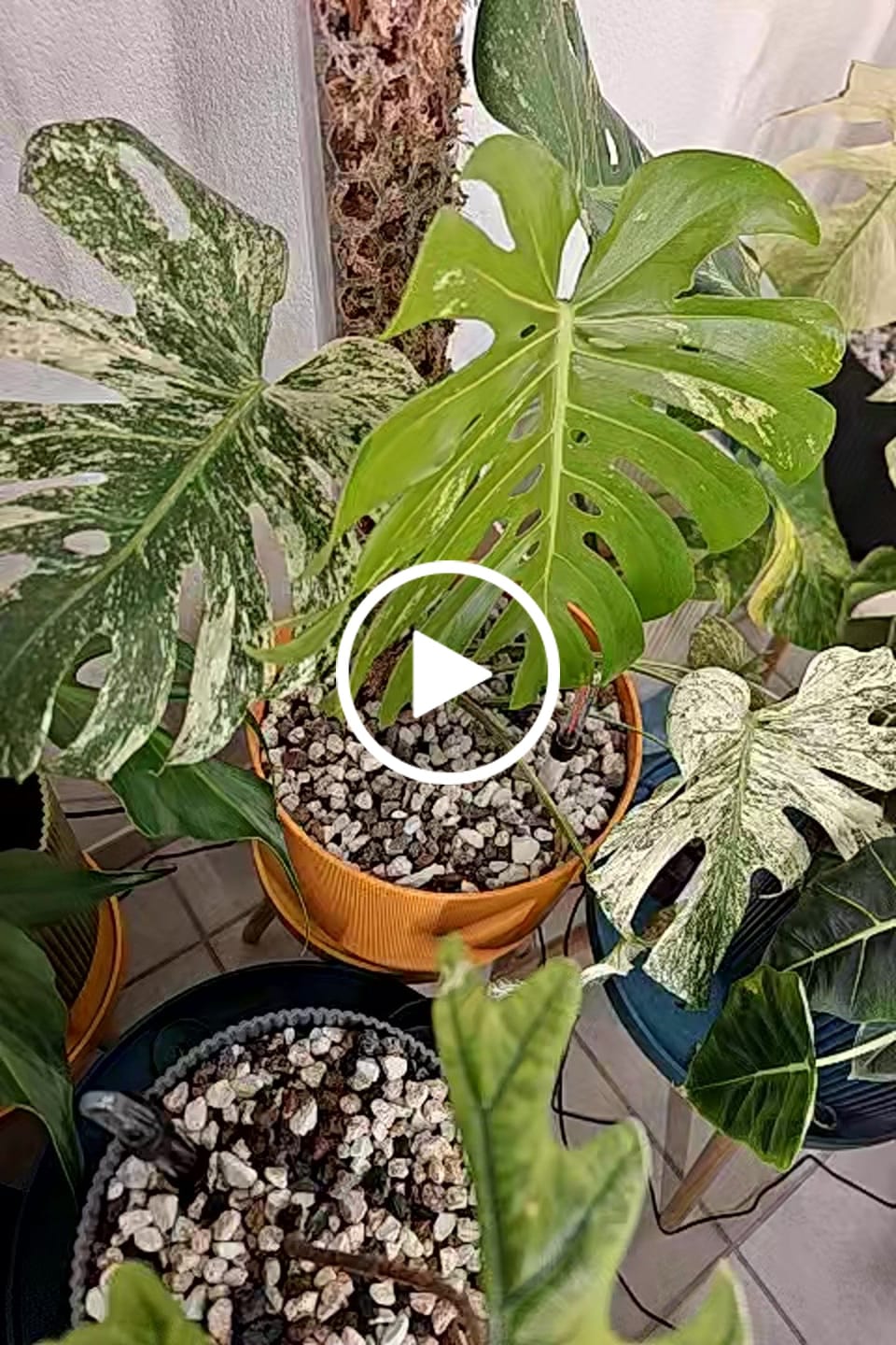 Customer video review of Chunky Houseplant Mineral Mix