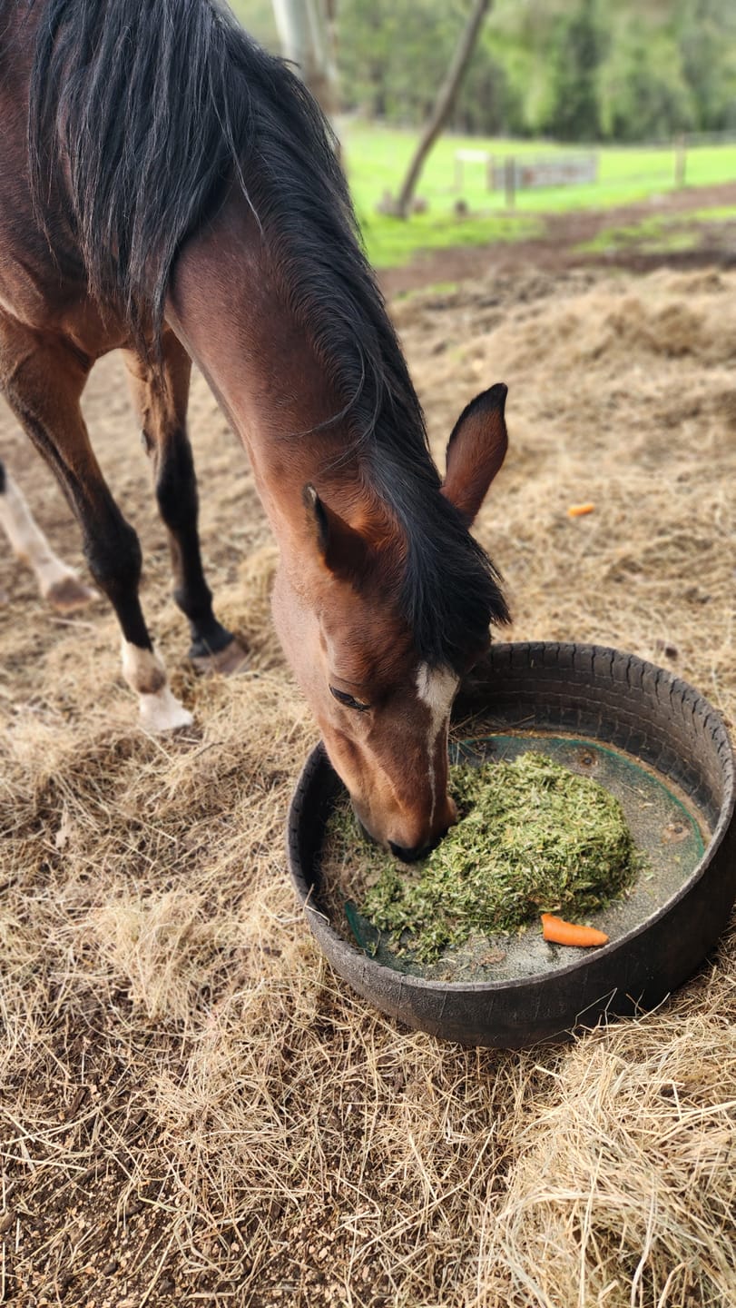 Customer photo review of Digestive EQ