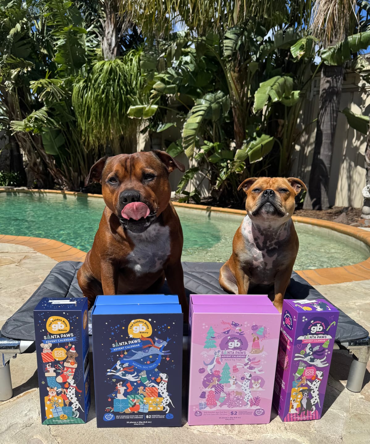 Customer photo review of Dog Advent Calendar Premium | Christmas Gift for Dogs