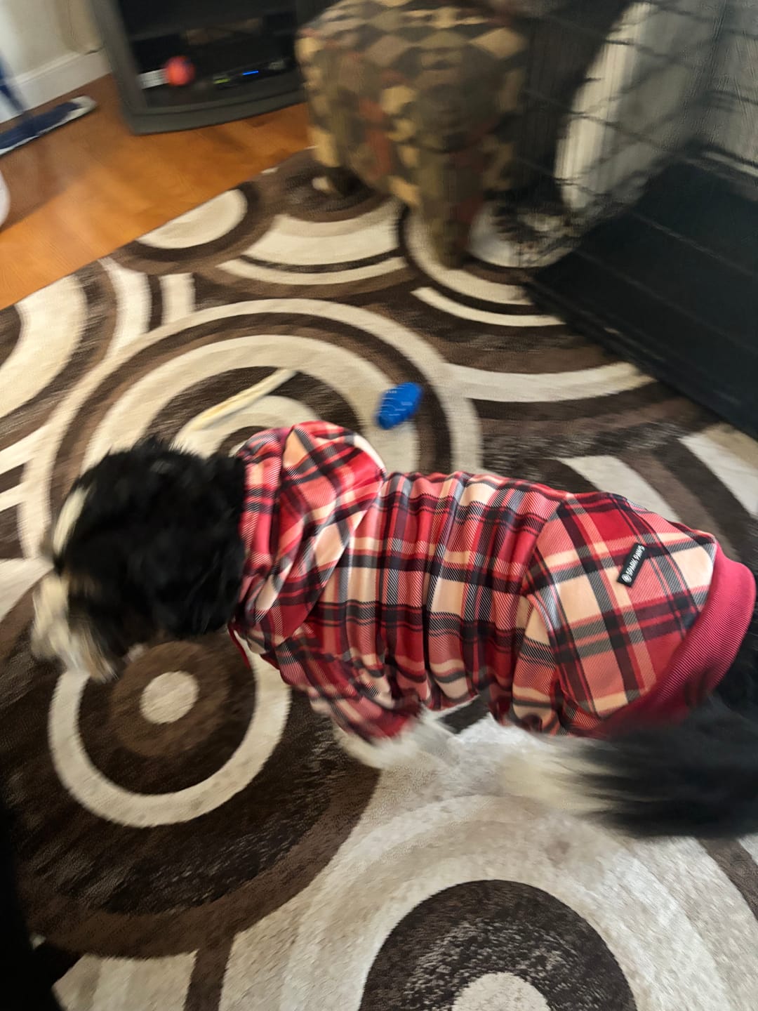 Customer photo review of Red Plaid Dog Hoodie
