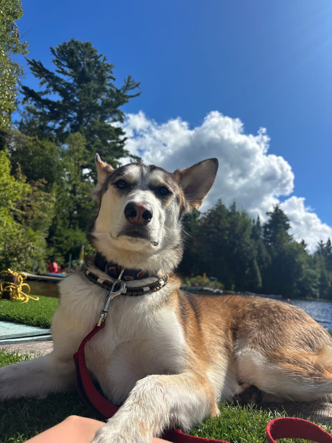 Customer photo review of Horizon Taiga - Nourriture pour chien économique 35 lbs