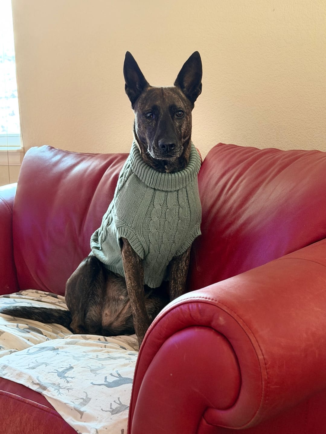 Customer photo review of Cable Knit Dog Sweaters