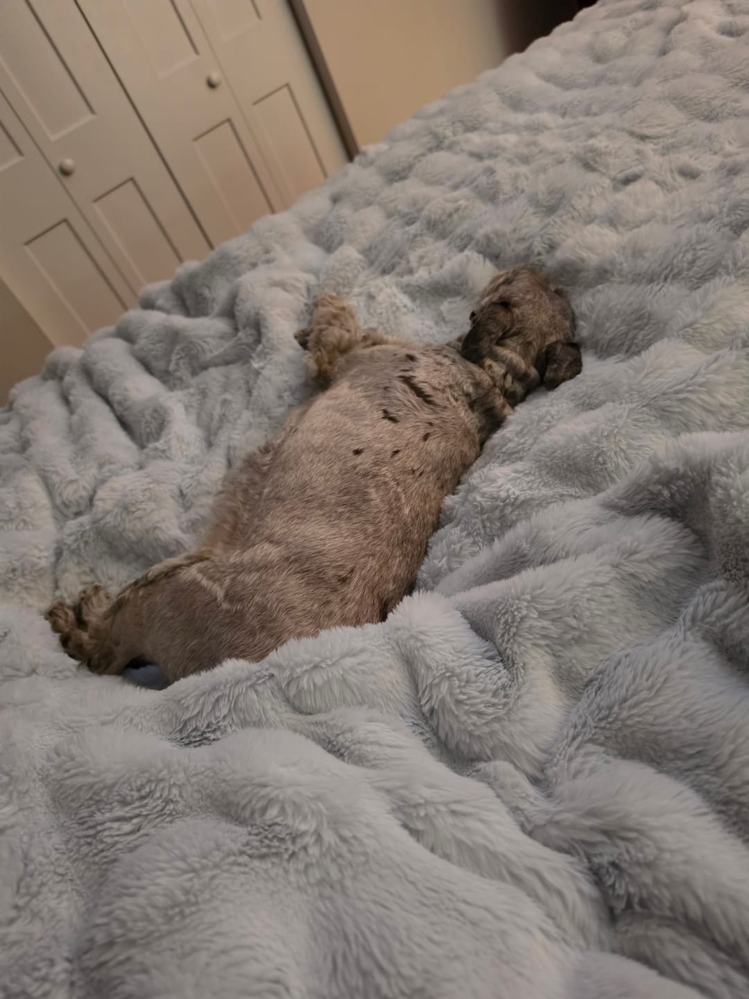Customer photo review of Cloud Throw Blanket