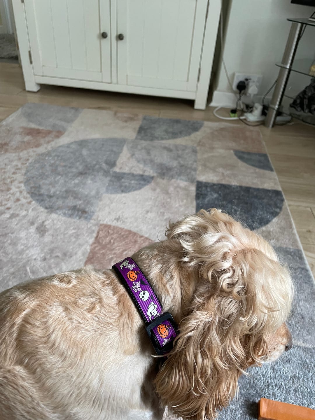 Halloween Dog Collar photo from Linda G.