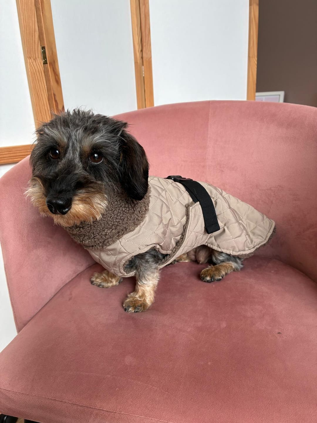 Customer photo review of Dackelmantel Teddy Fleece
