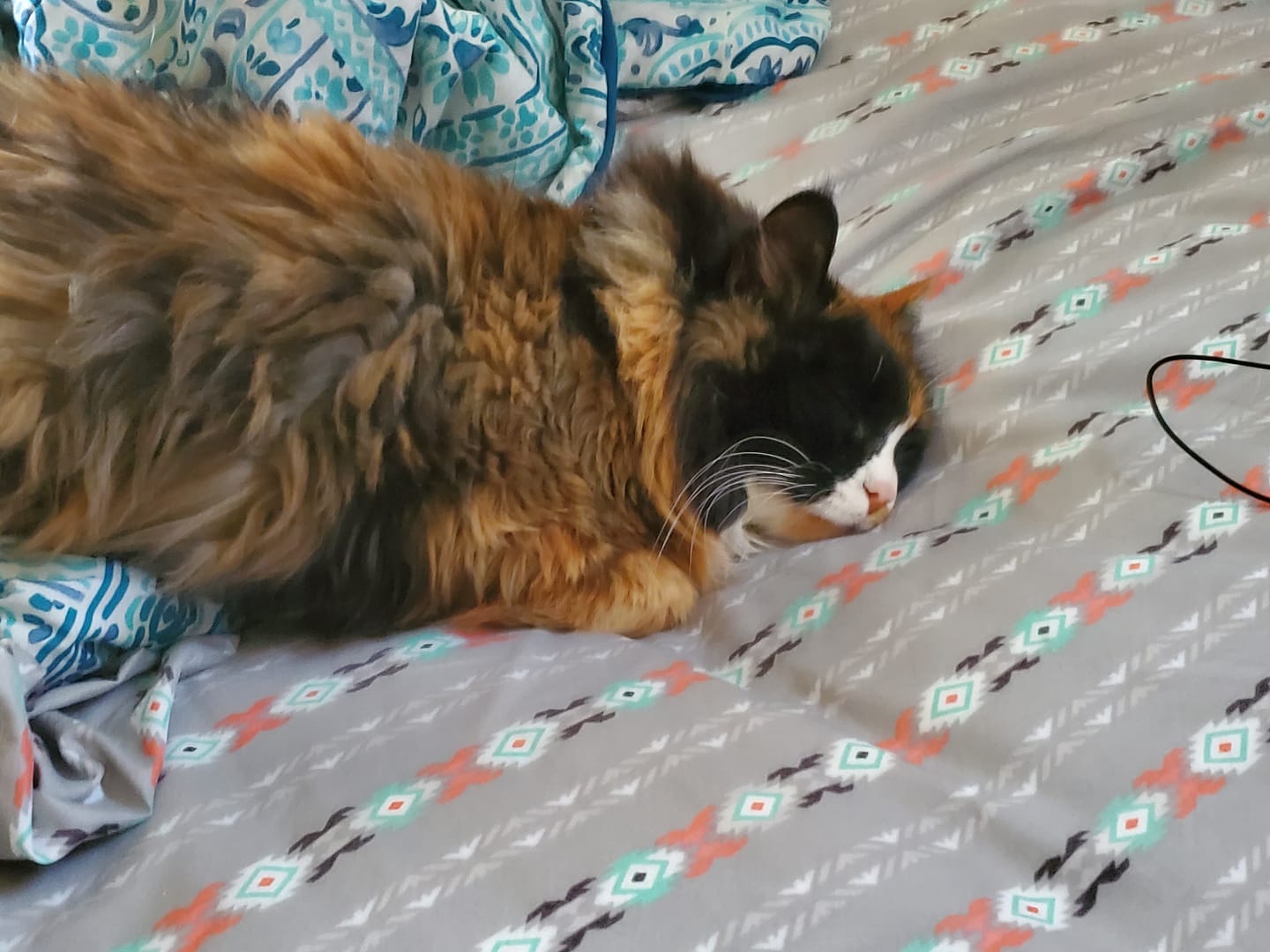Customer photo review of 1x - Blisso Advanced Cat Probiotic