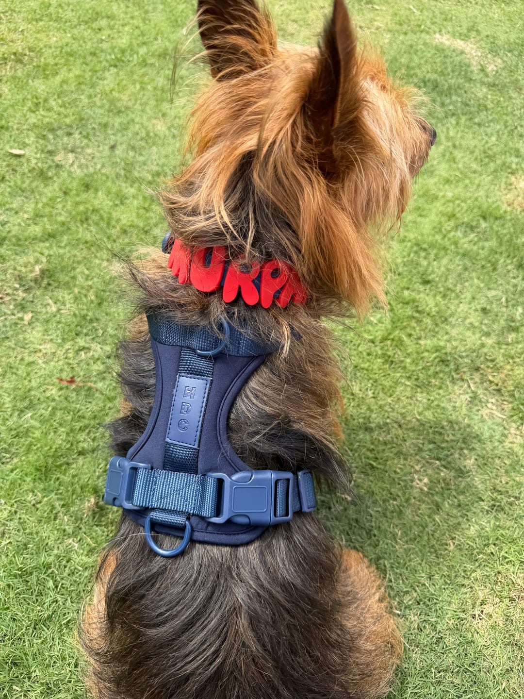 Customer photo review of Personalised Charm Collar