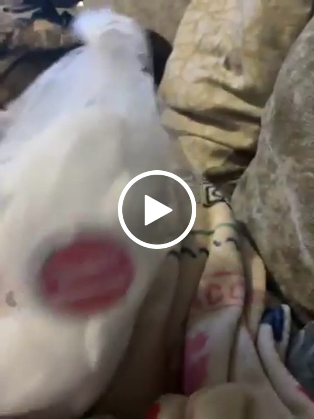 Customer video review of Design a Personalised Angel Teddy Bear – Add Your Photo, Name or Message
