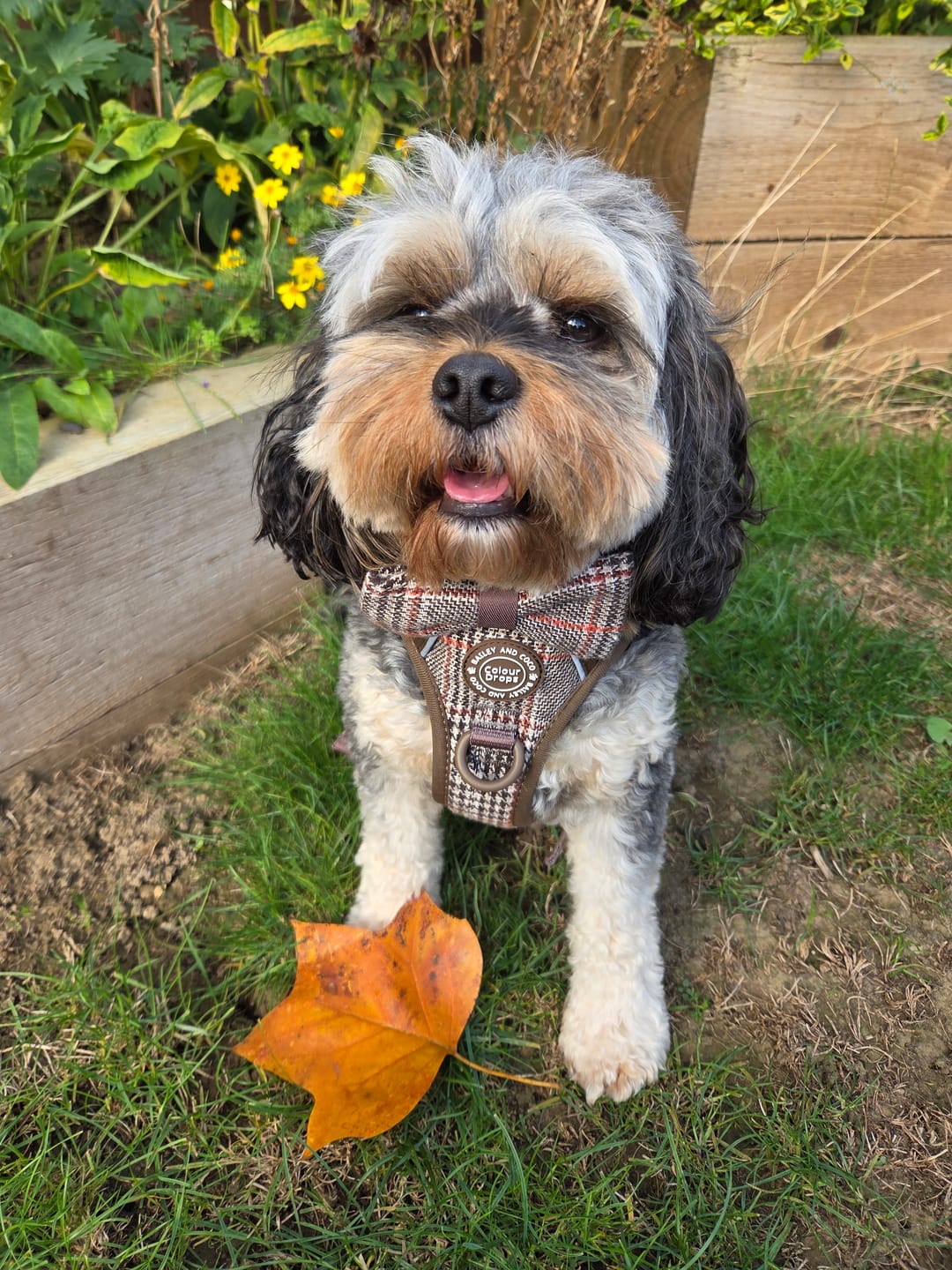 Customer photo review of Trail & Glow Tweed Dog Harness - Colour Drops - Heritage Plaid