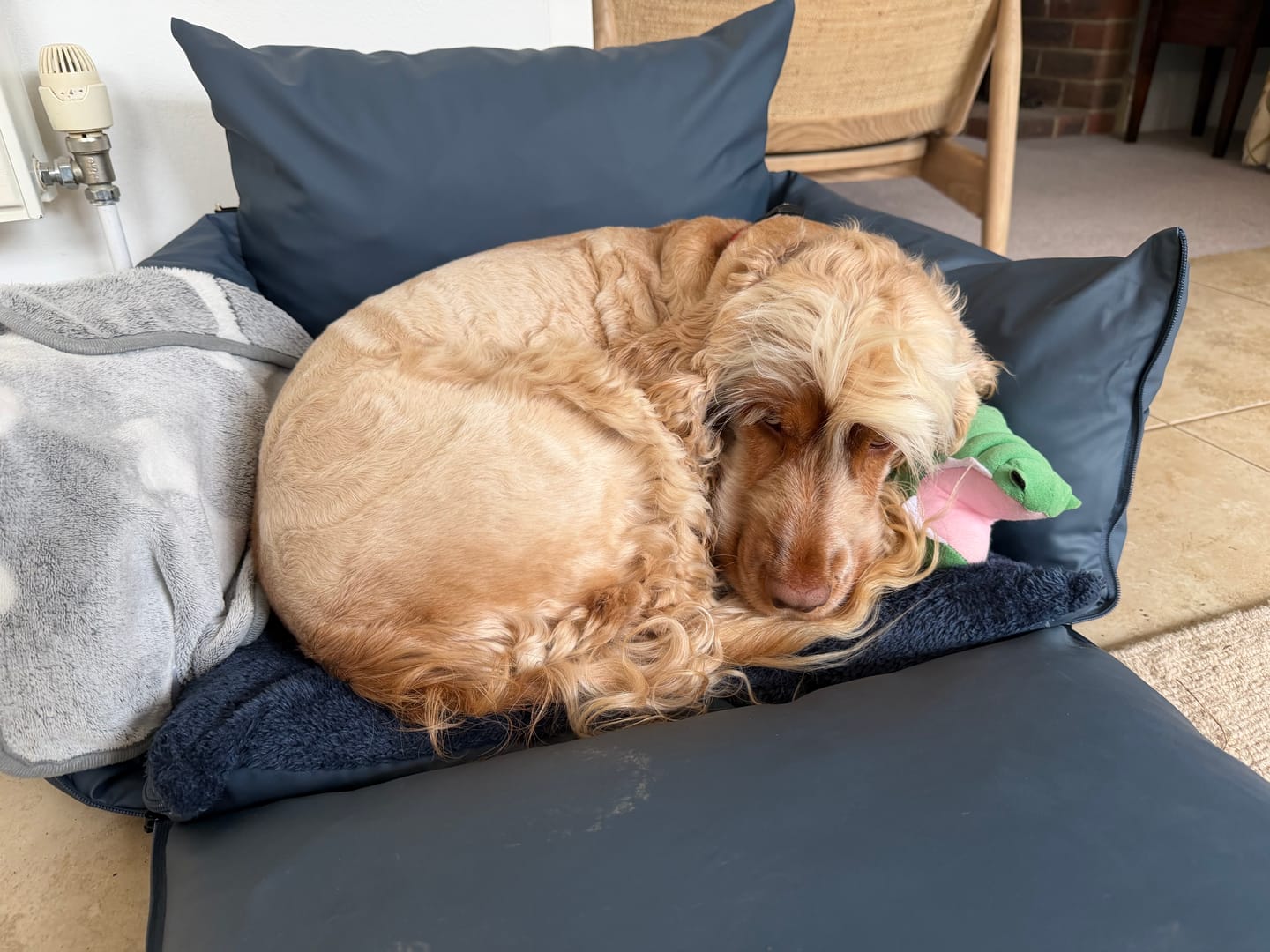 Customer photo review of Dog Dock V2 New & Improved ISO Fix