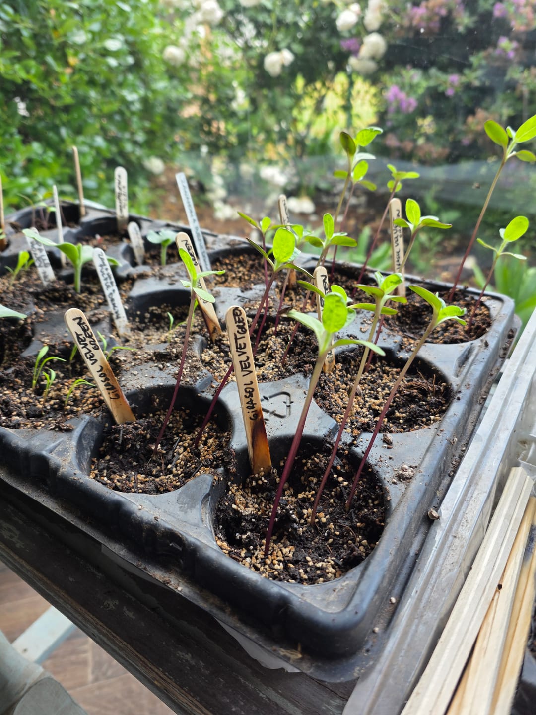 Customer photo review of Semillas Girasol Velvet queen