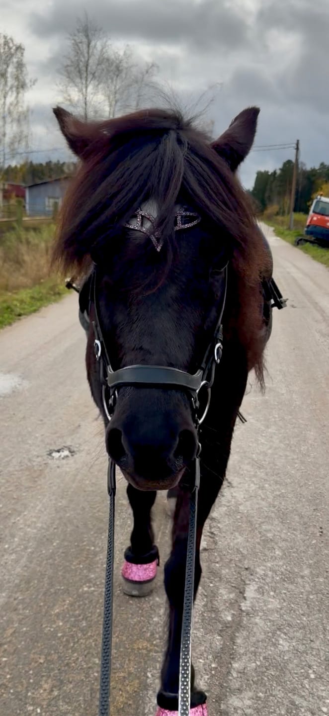 Customer photo review of Stirnriemen 'Calypso'