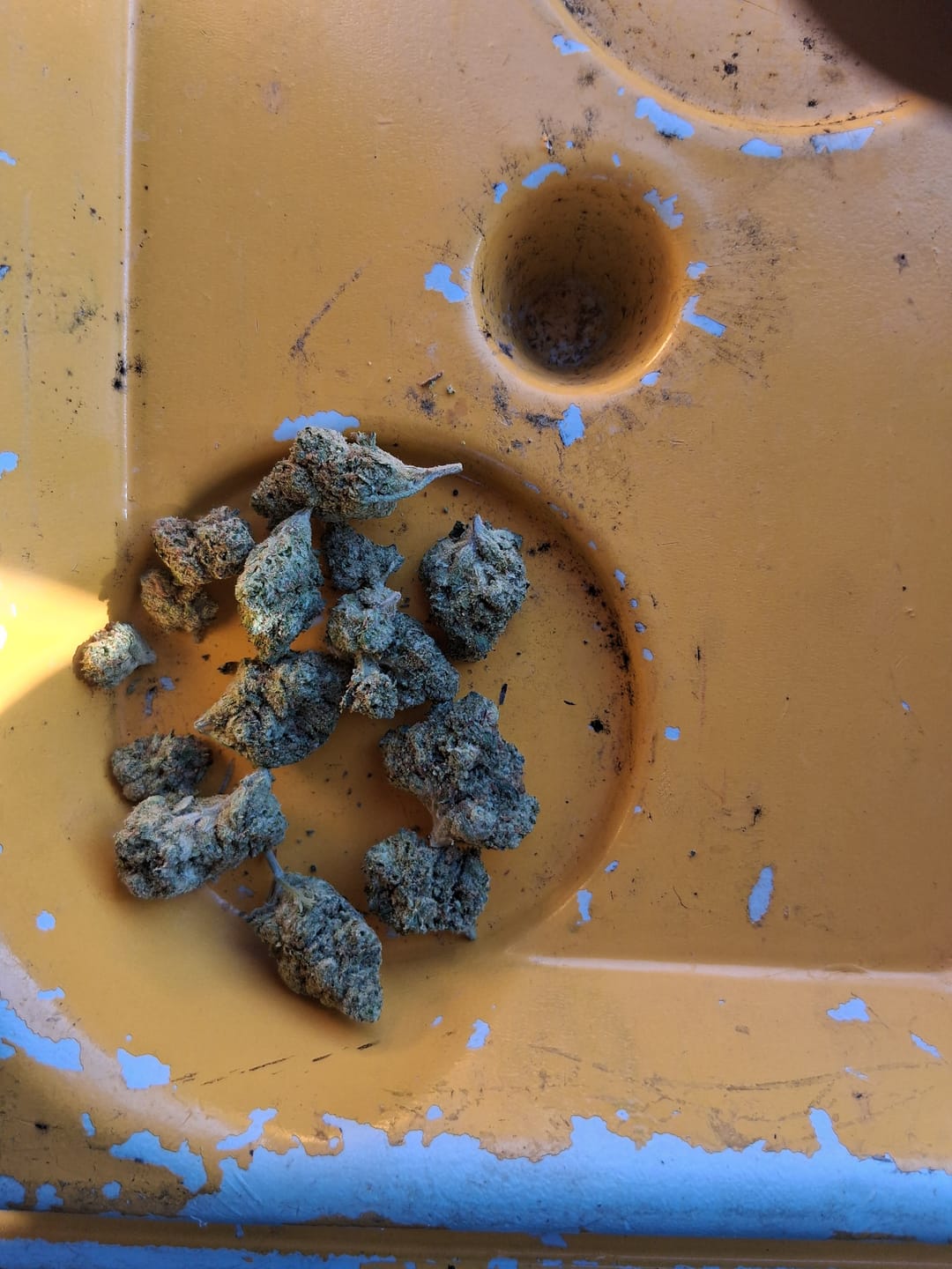 Customer photo review of Gorilla Glue THCA Flower