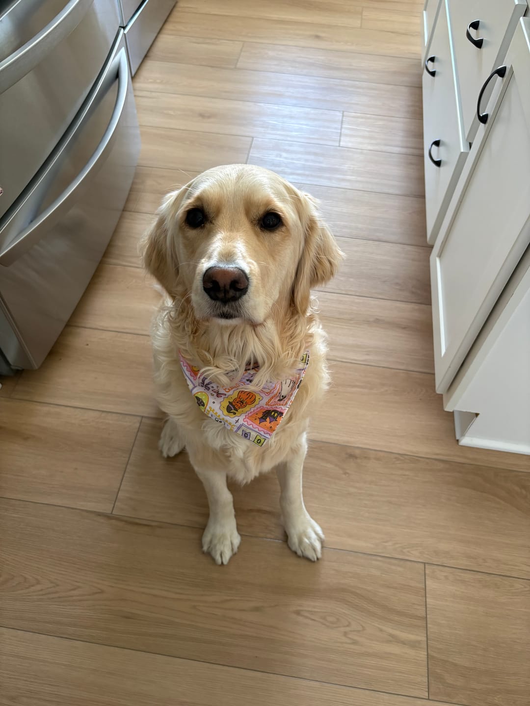 Customer photo review of Spooky Bandana