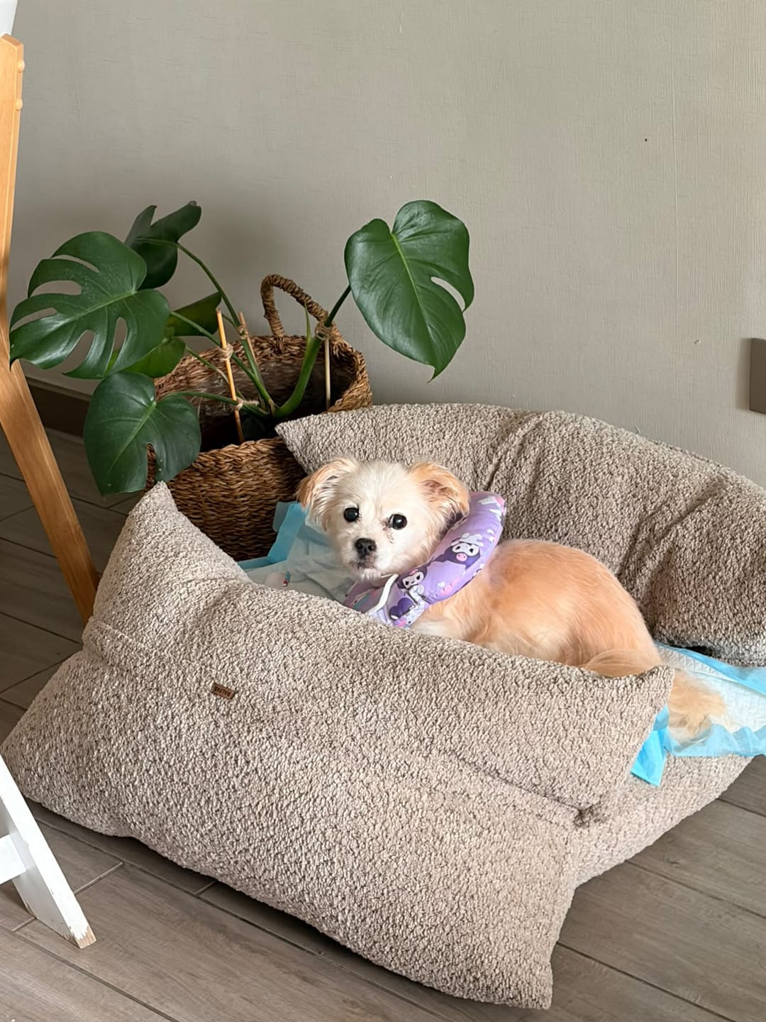 Customer photo review of Cama Yoko Arena