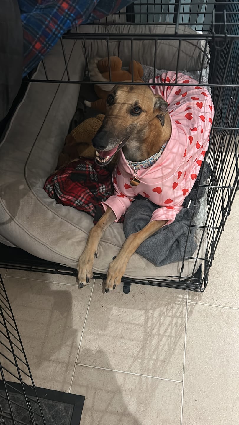 Customer photo review of Dog Pajama - Pink Hearts