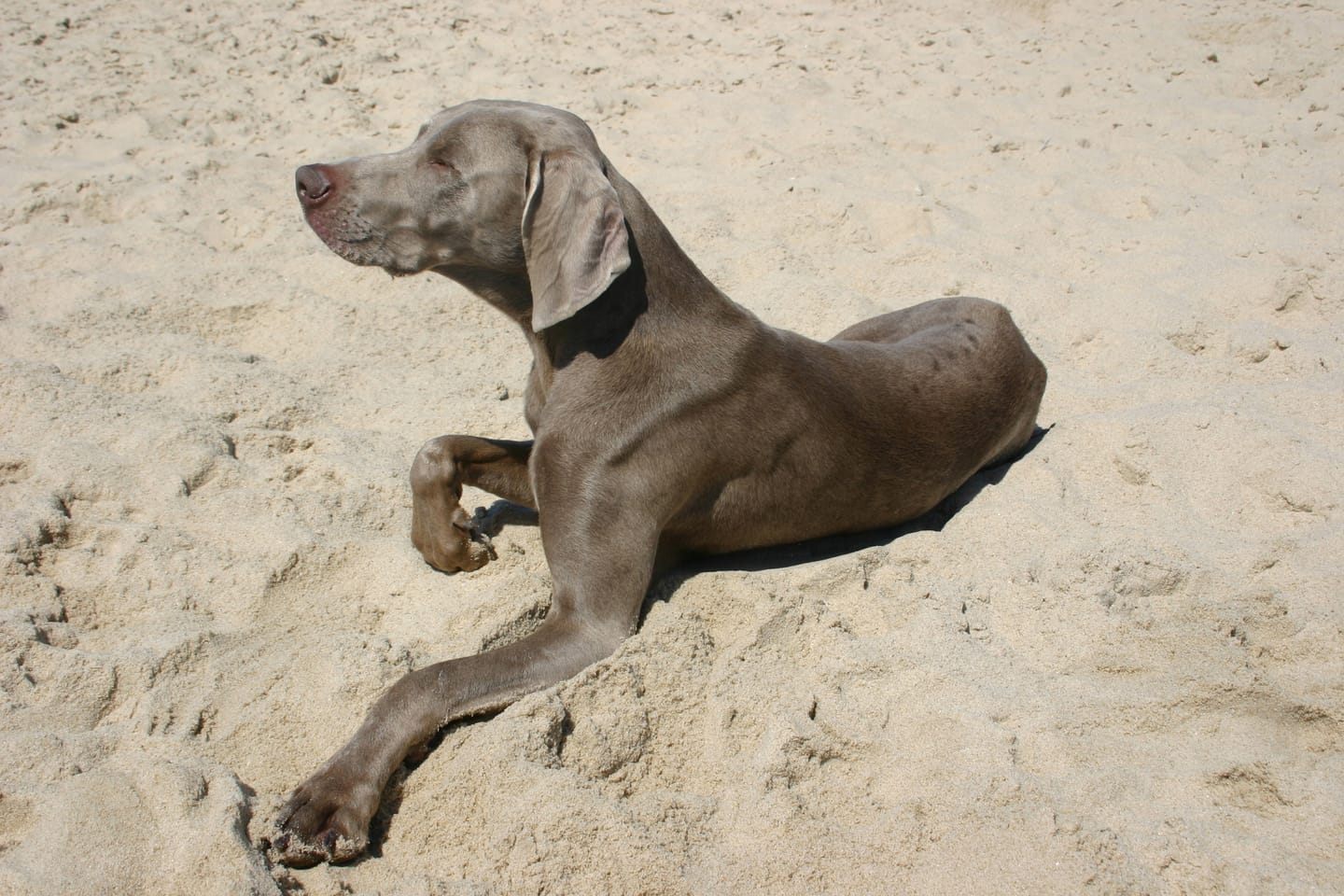 Customer photo review of Darmflora Test Pro Hund