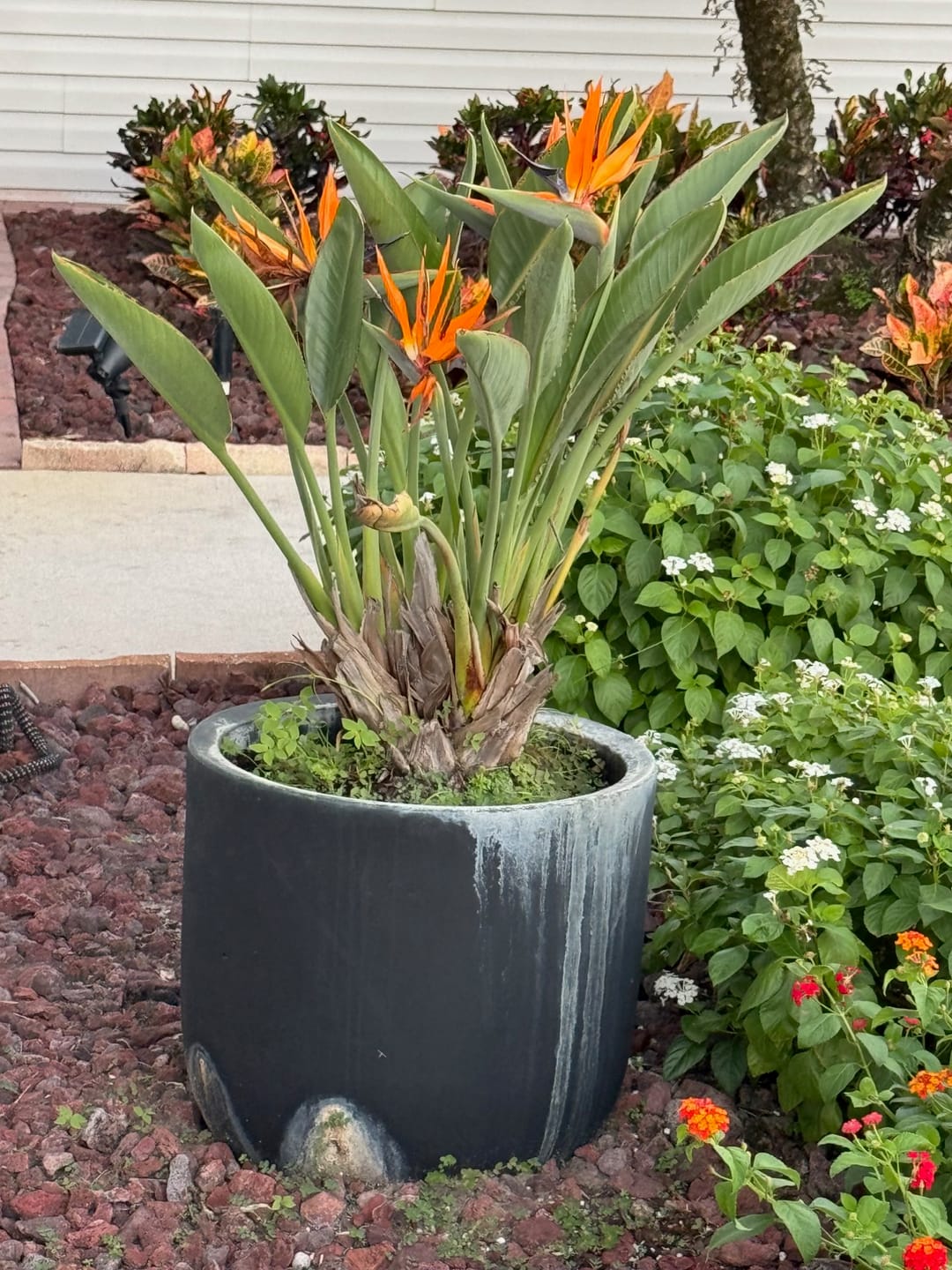 Customer photo review of Orange Bird of Paradise