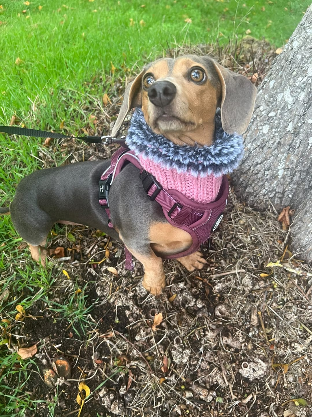 Customer photo review of Trail & Glow® Dog Harness - Mulberry Tweed