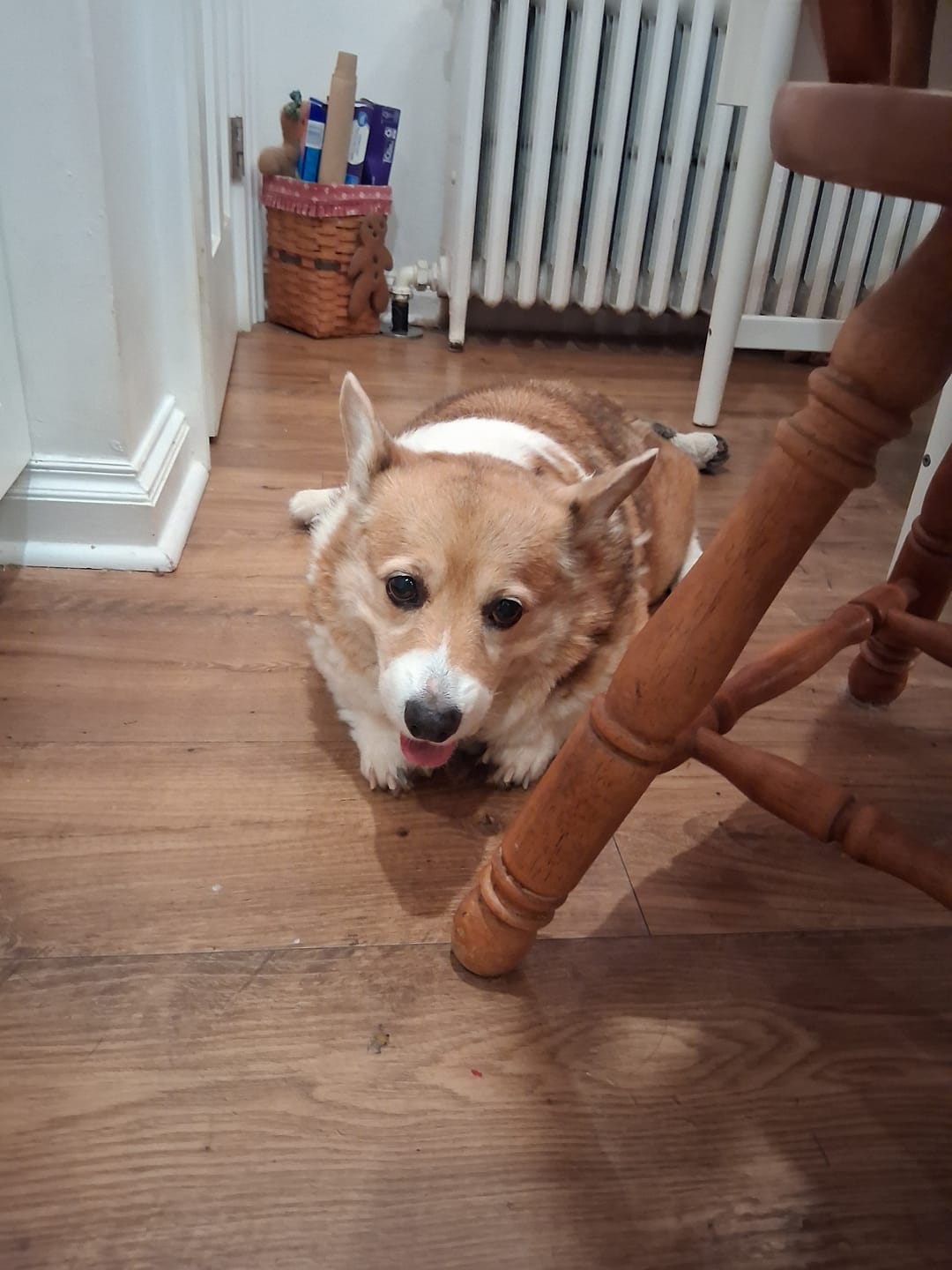 Customer photo review of Pembroke Welsh Corgi Senior Dog Multivitamin Tablets 60 Count