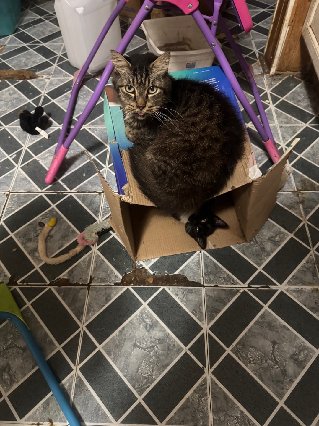 Customer photo review of Cat Dental Care & Bad Breath Remedy