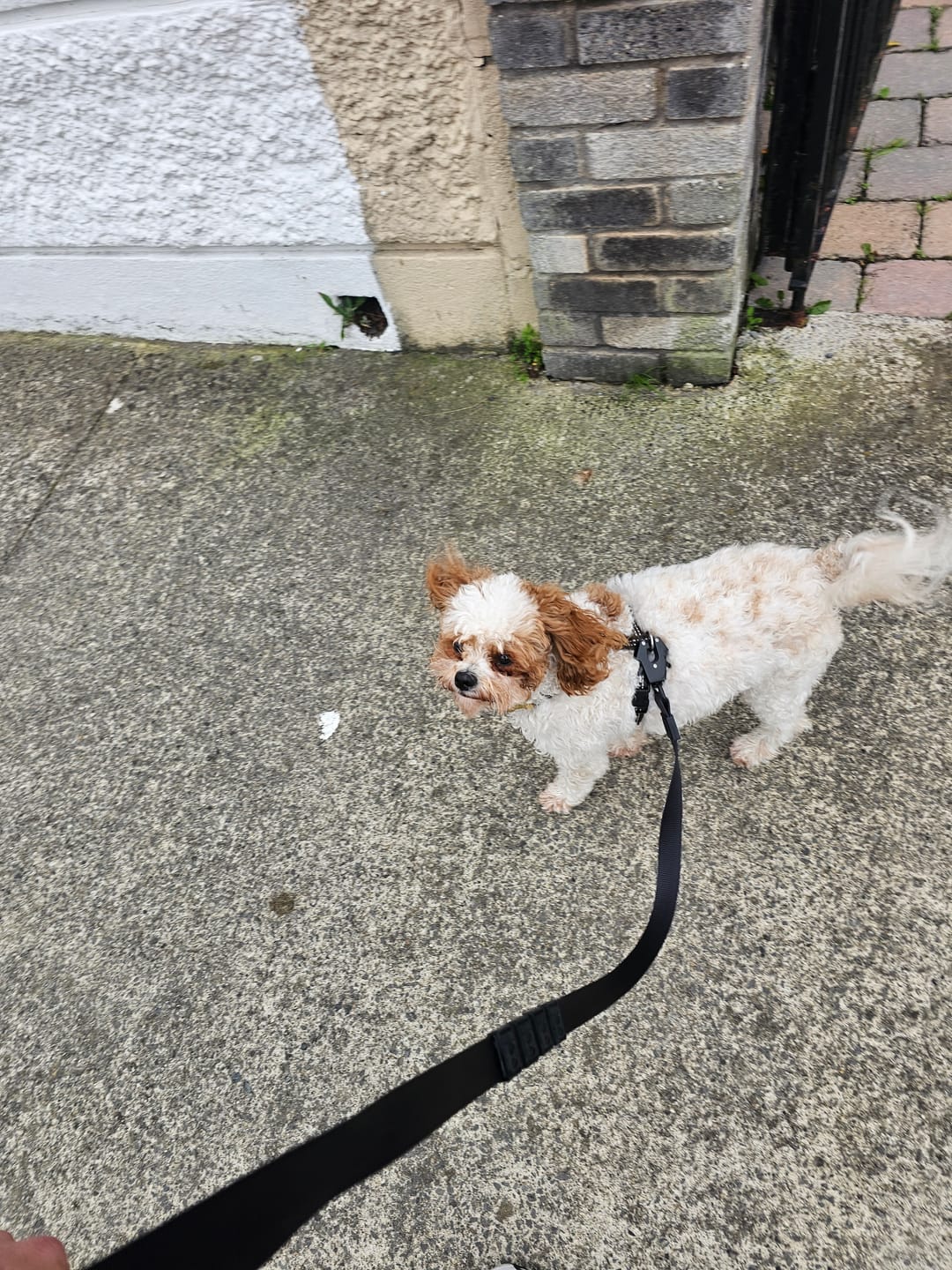 Customer photo review of City Leash Traffic Grip