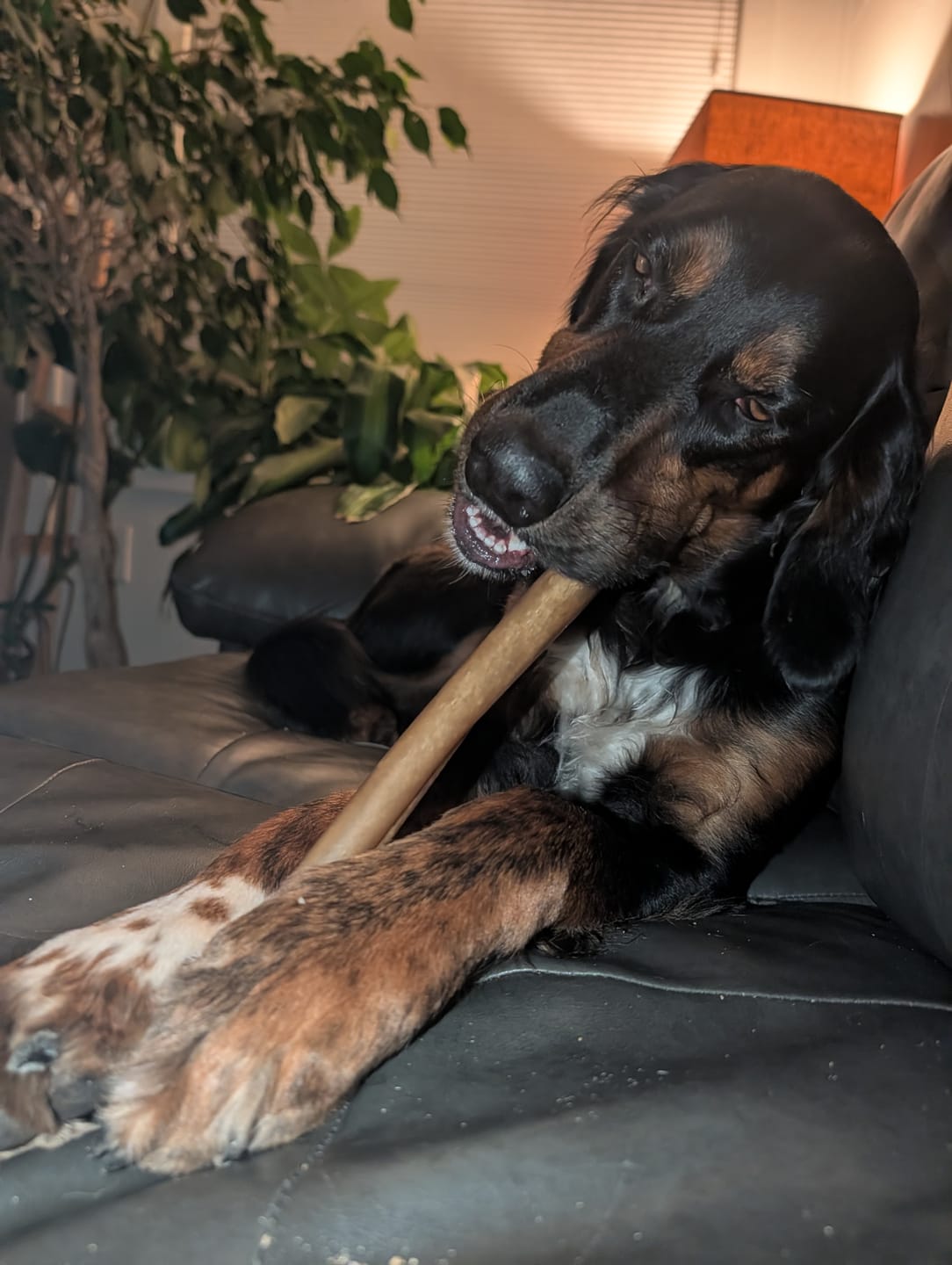 Customer photo review of Super Bull Sticks