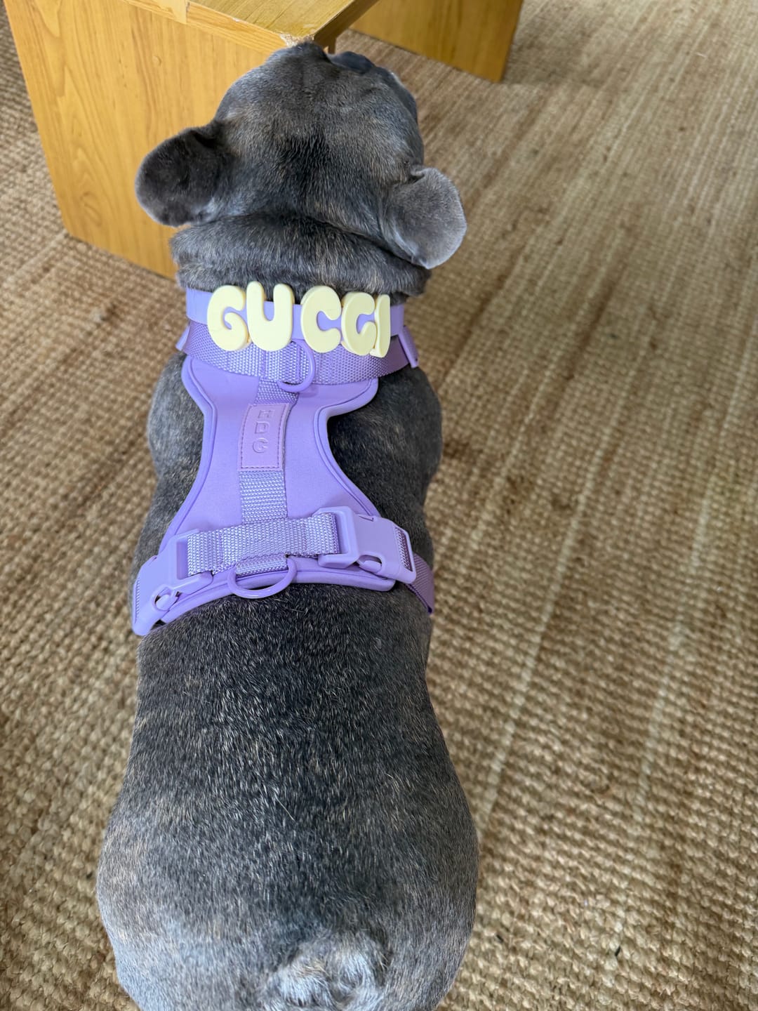 Customer photo review of Collar & Harness Set - Personalised