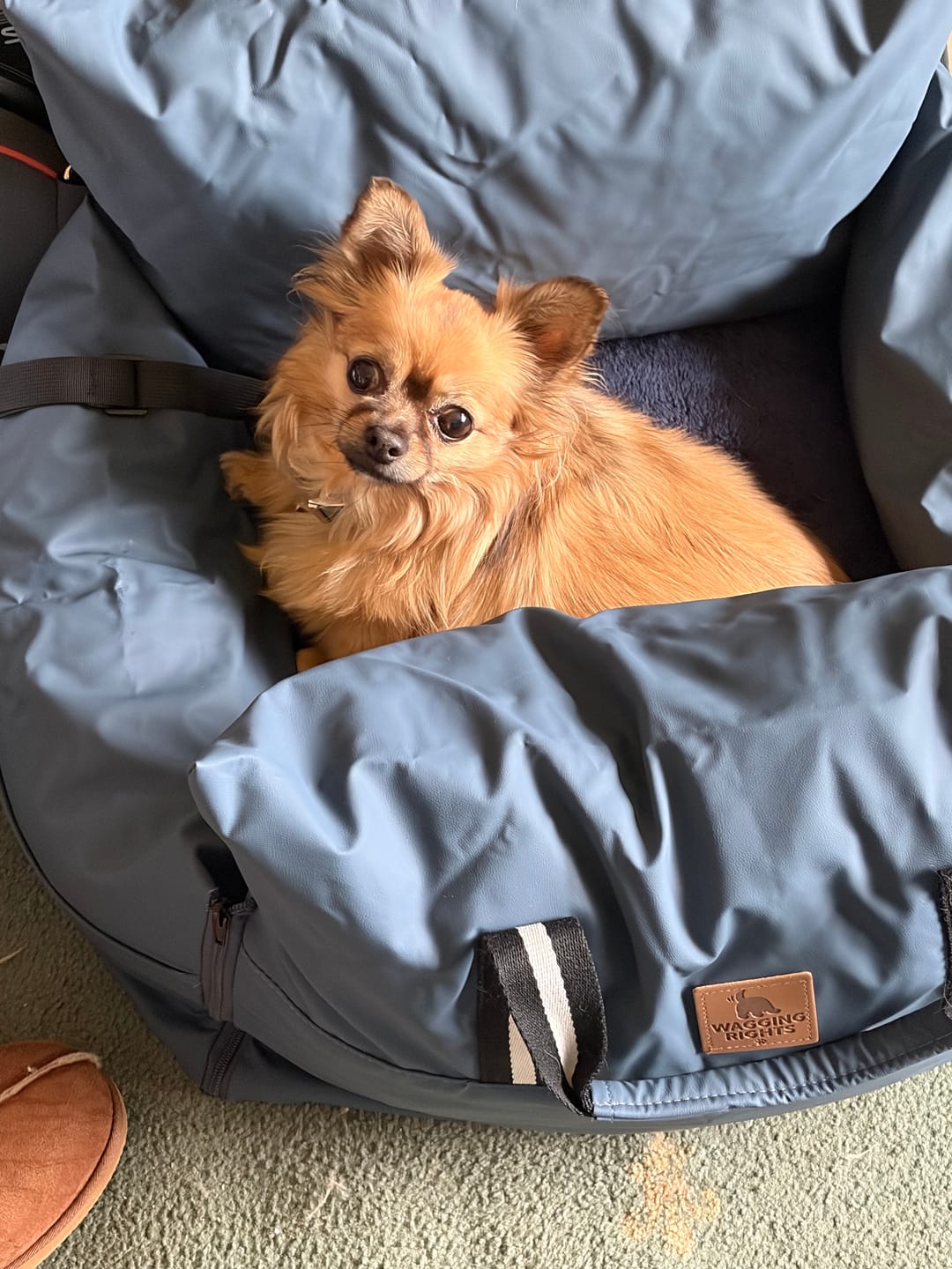 Customer photo review of Dog Dock V2 New & Improved ISO Fix