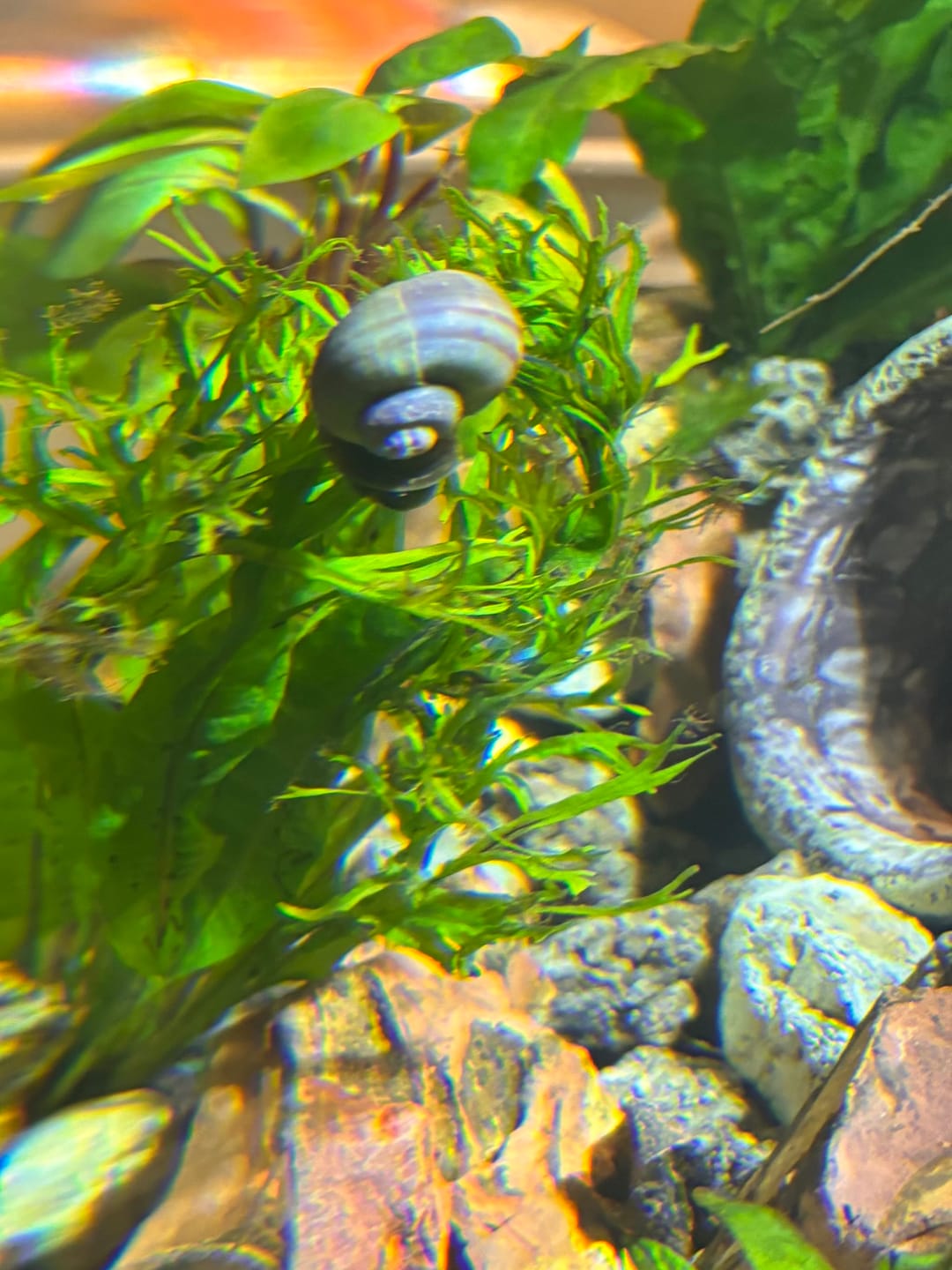 Customer photo review of Blue Mystery Snail