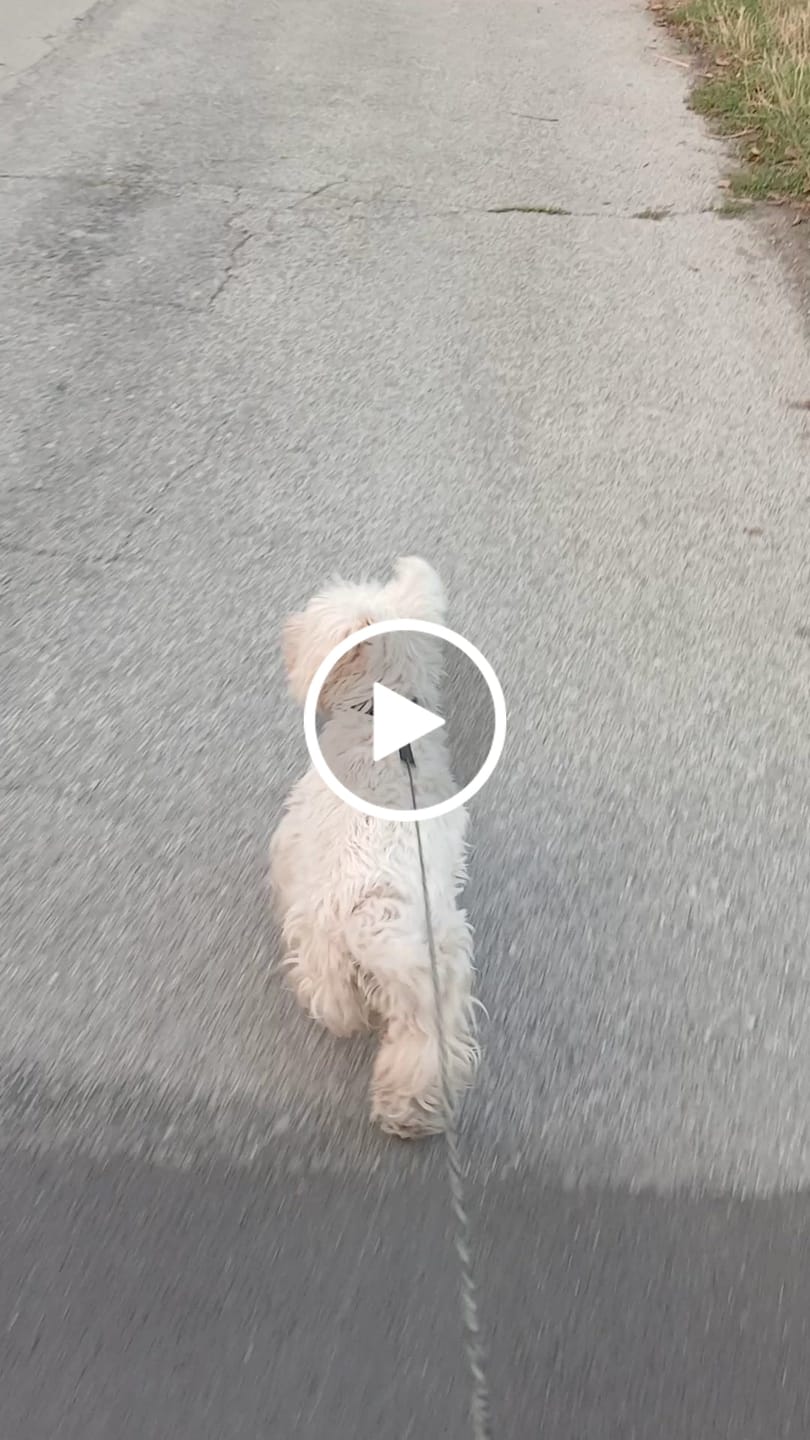 Customer video review of NeuroProtection - Supporto cognitivo per Cani