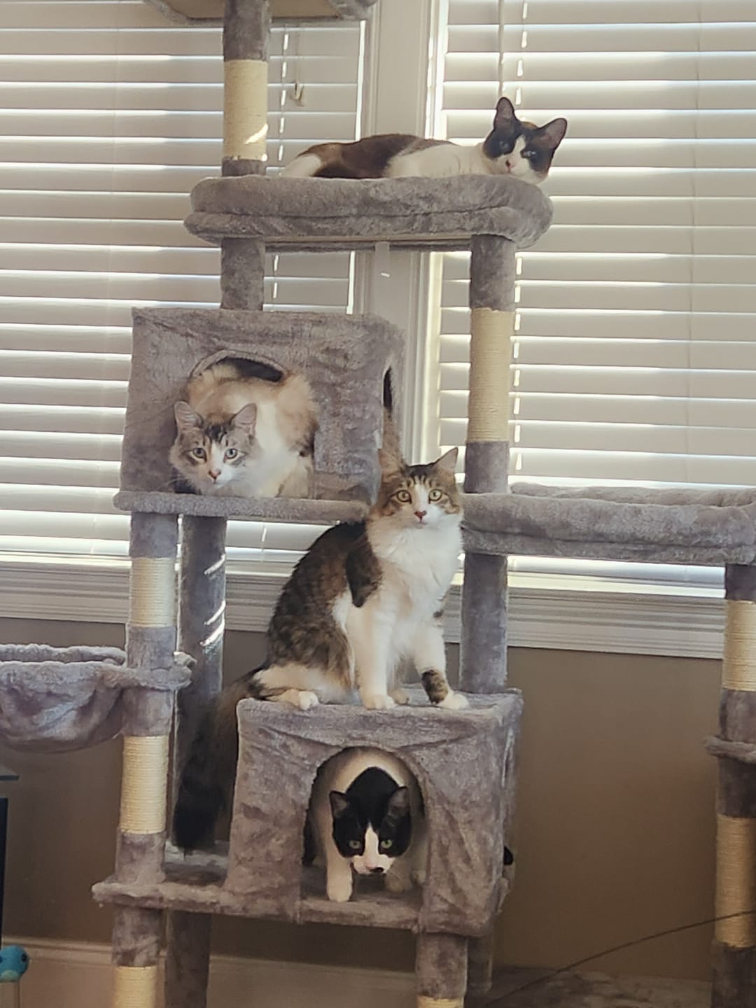 Customer photo review of Nexgard Combo for Cats - All-in-One Flea, Tick & Worm Protection