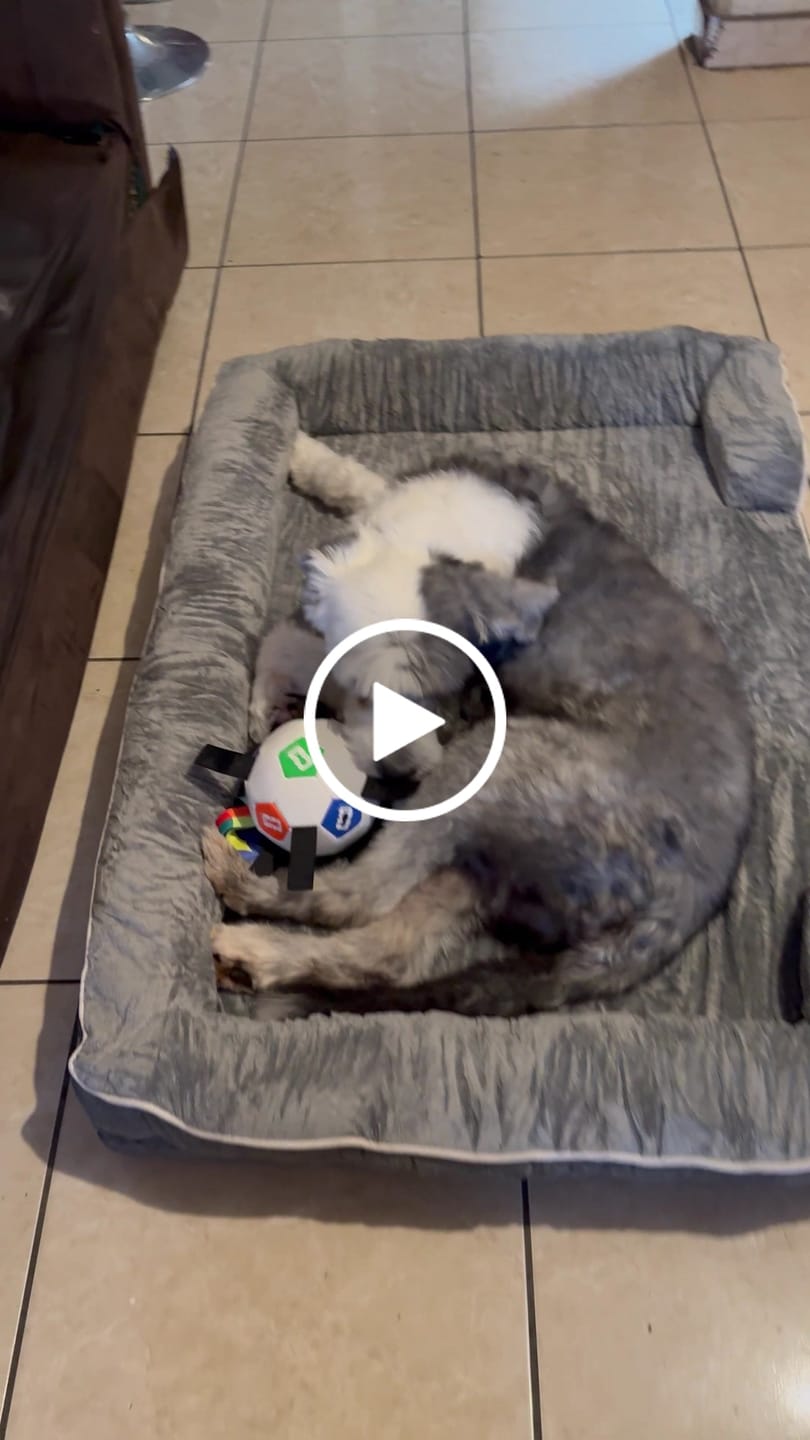 Customer video review of Cama Ortopédica para Perros