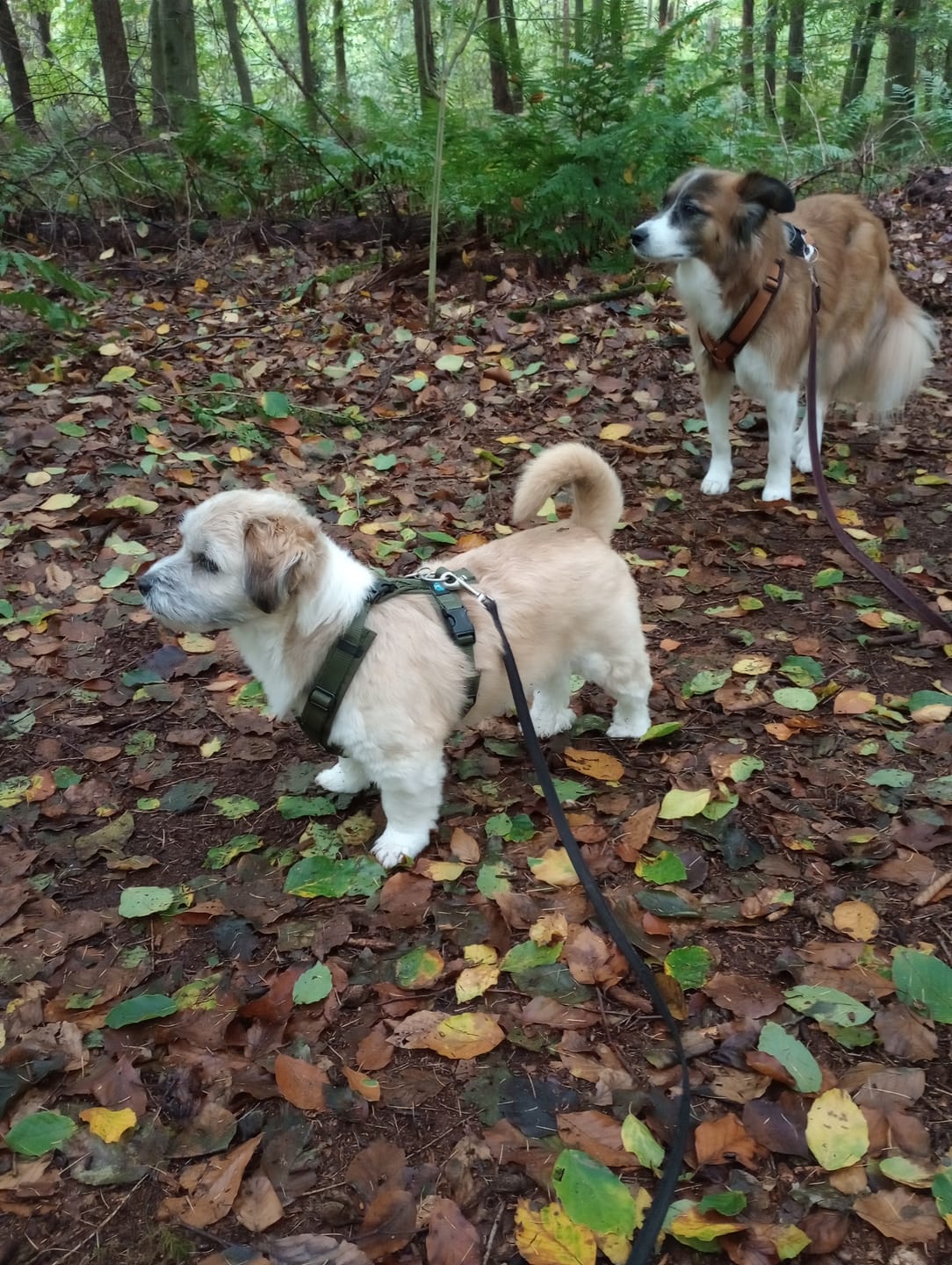 Customer photo review of AnnyX Dog Harness OPEN - No Pull Over Head | Y-shaped
