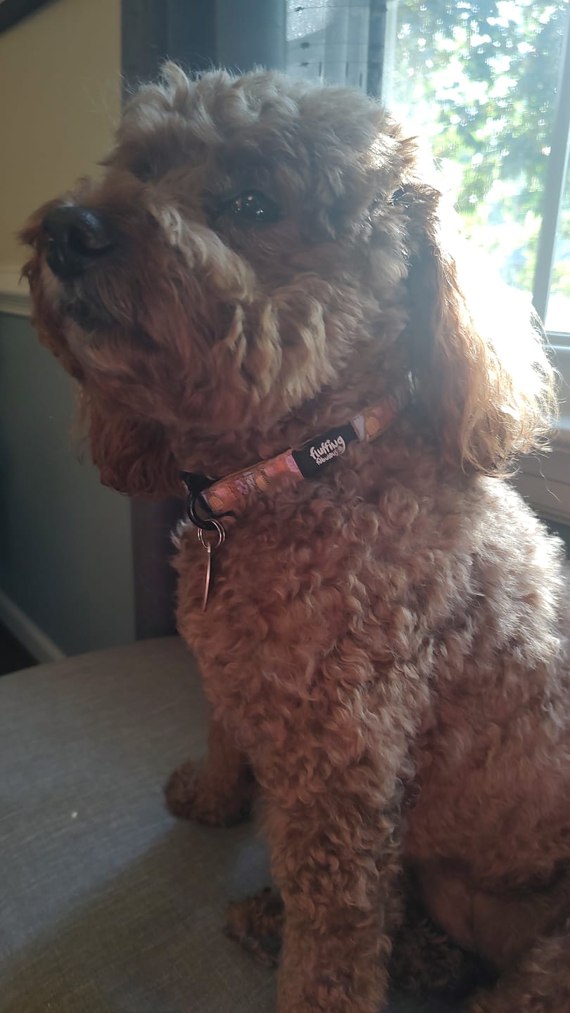 Customer photo review of Collar - Falling For You