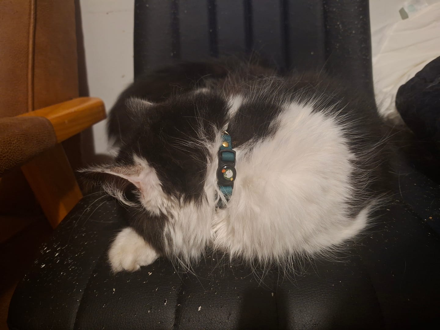 Customer photo review of Handmade Leather Cat Collar - Tide