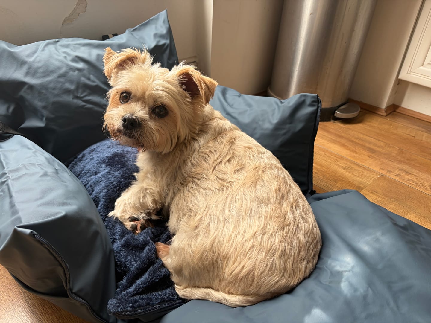 Customer photo review of Dog Dock V2 New & Improved ISO Fix